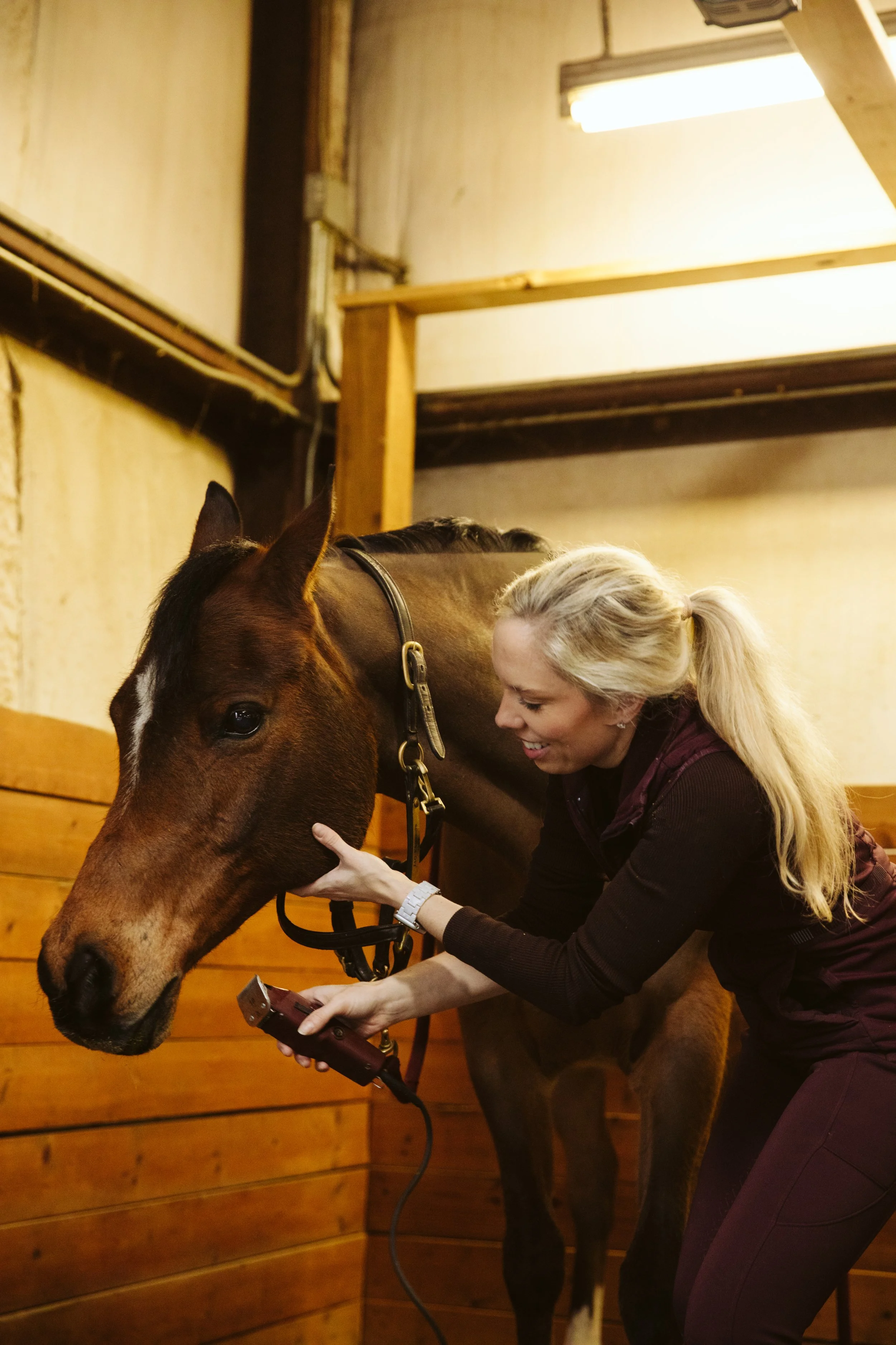 Detailed Horse Grooming Before a Show