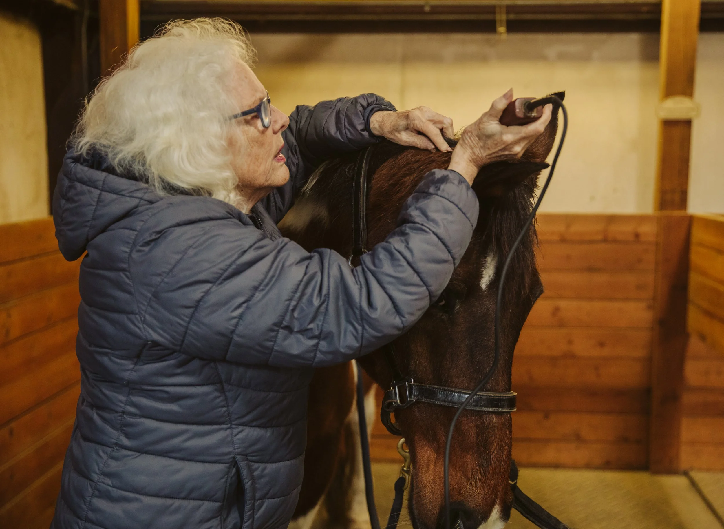 Braiding an Arabian Horse Before Competition