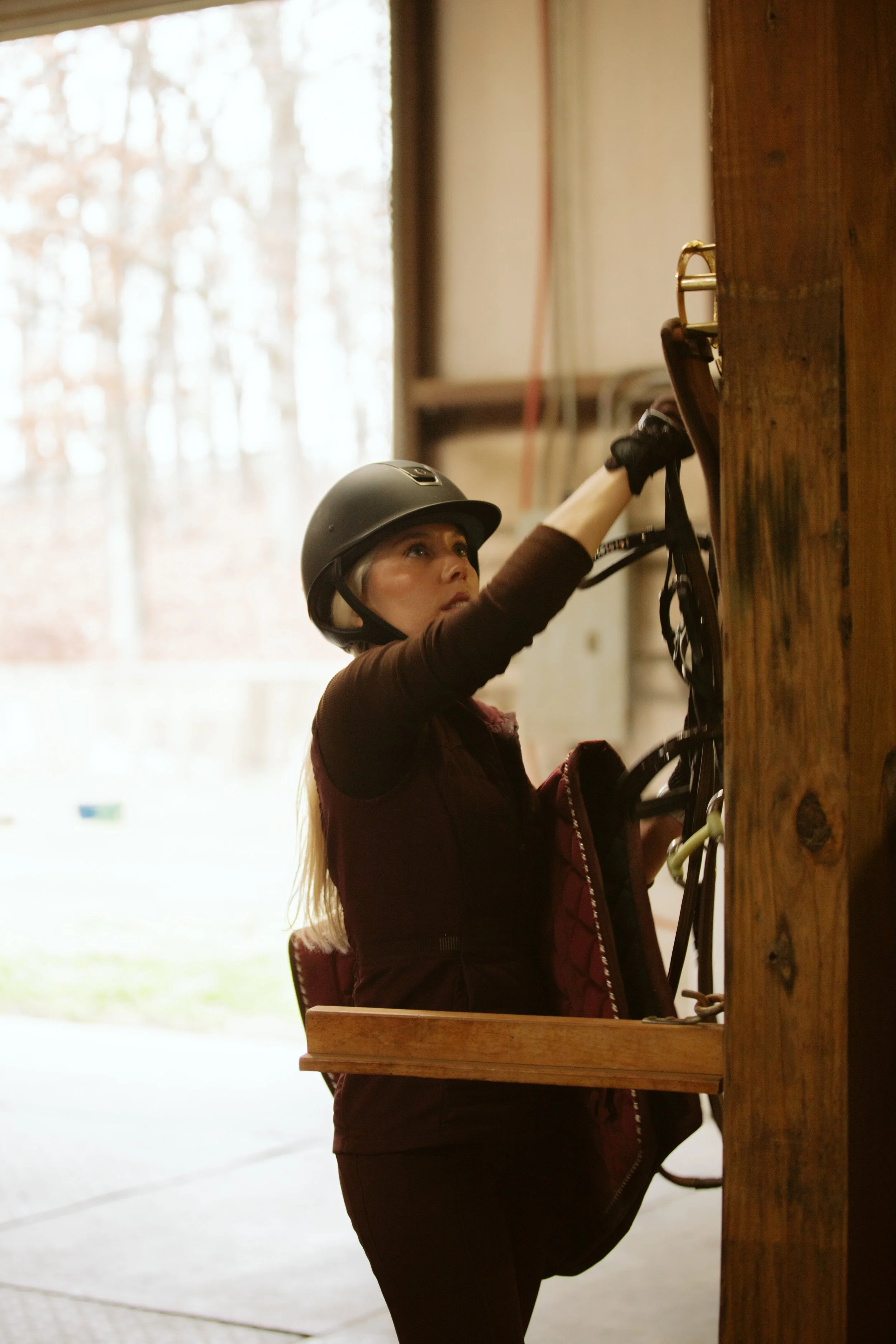 Arabian Horse Portrait in Natural Light