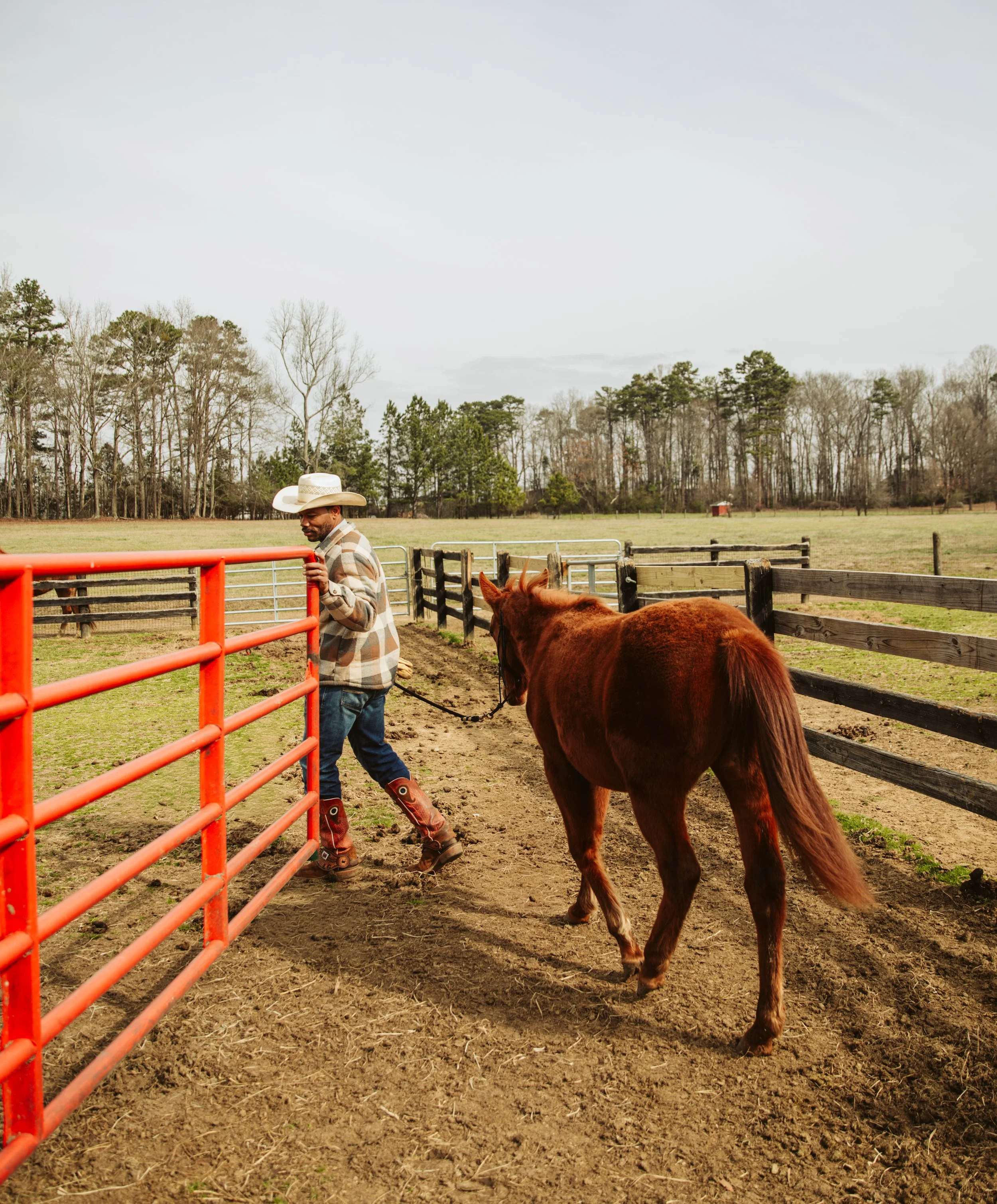  Young horse being handled gently near a fence during foundational training at a Georgia equine farm. 