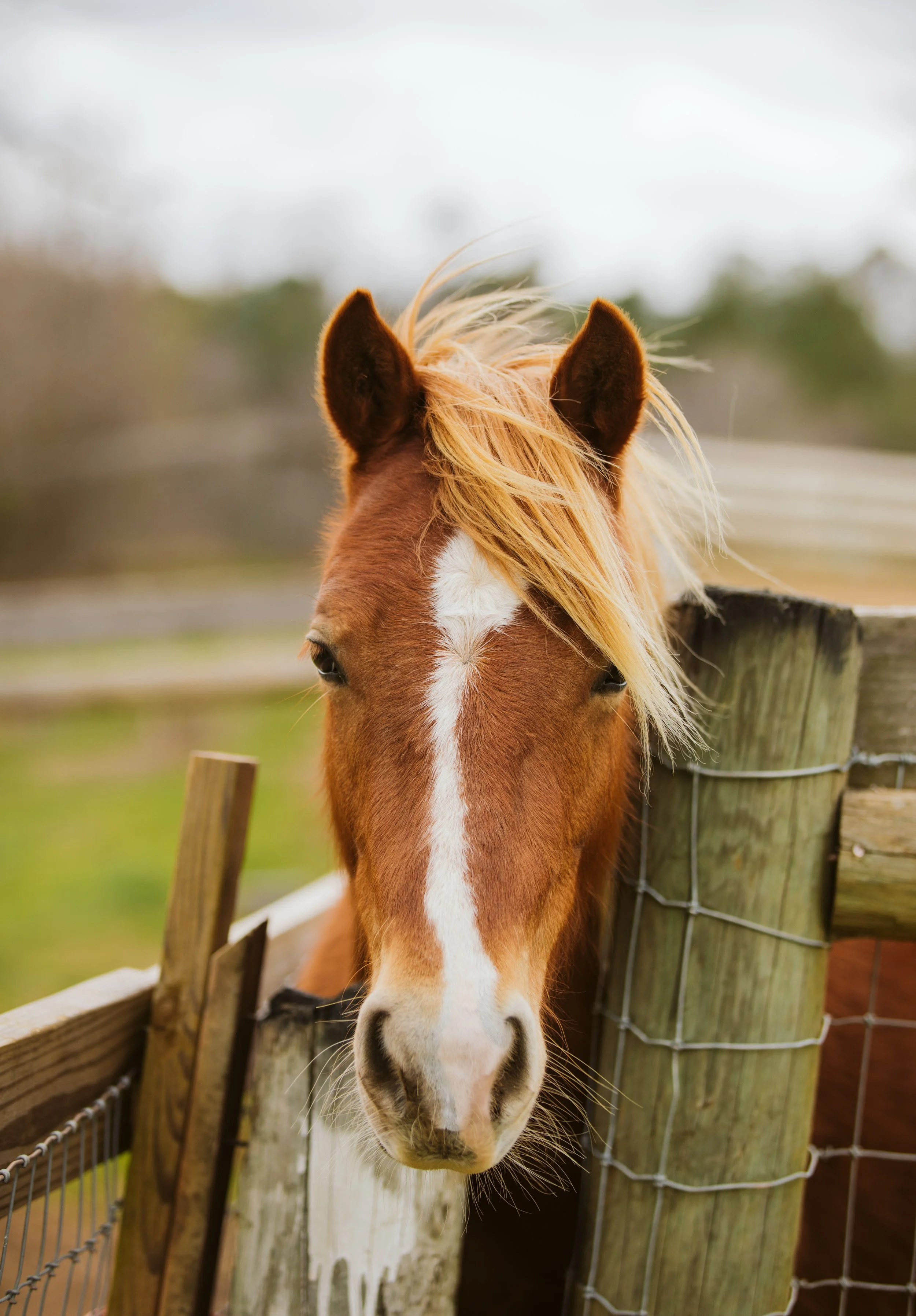 Horse Portrait at Georgia Horse Farm