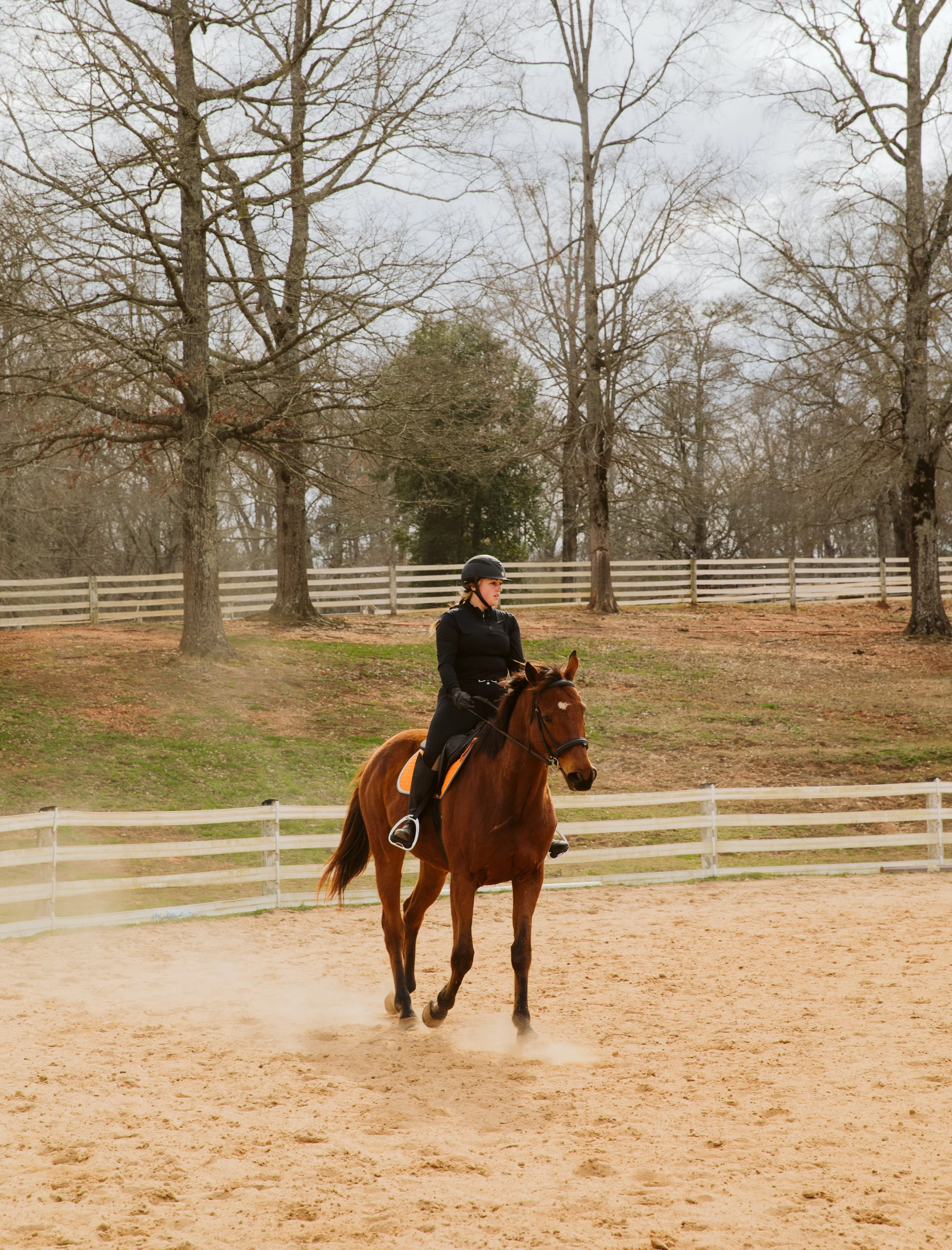 Georgia Horse Training Session