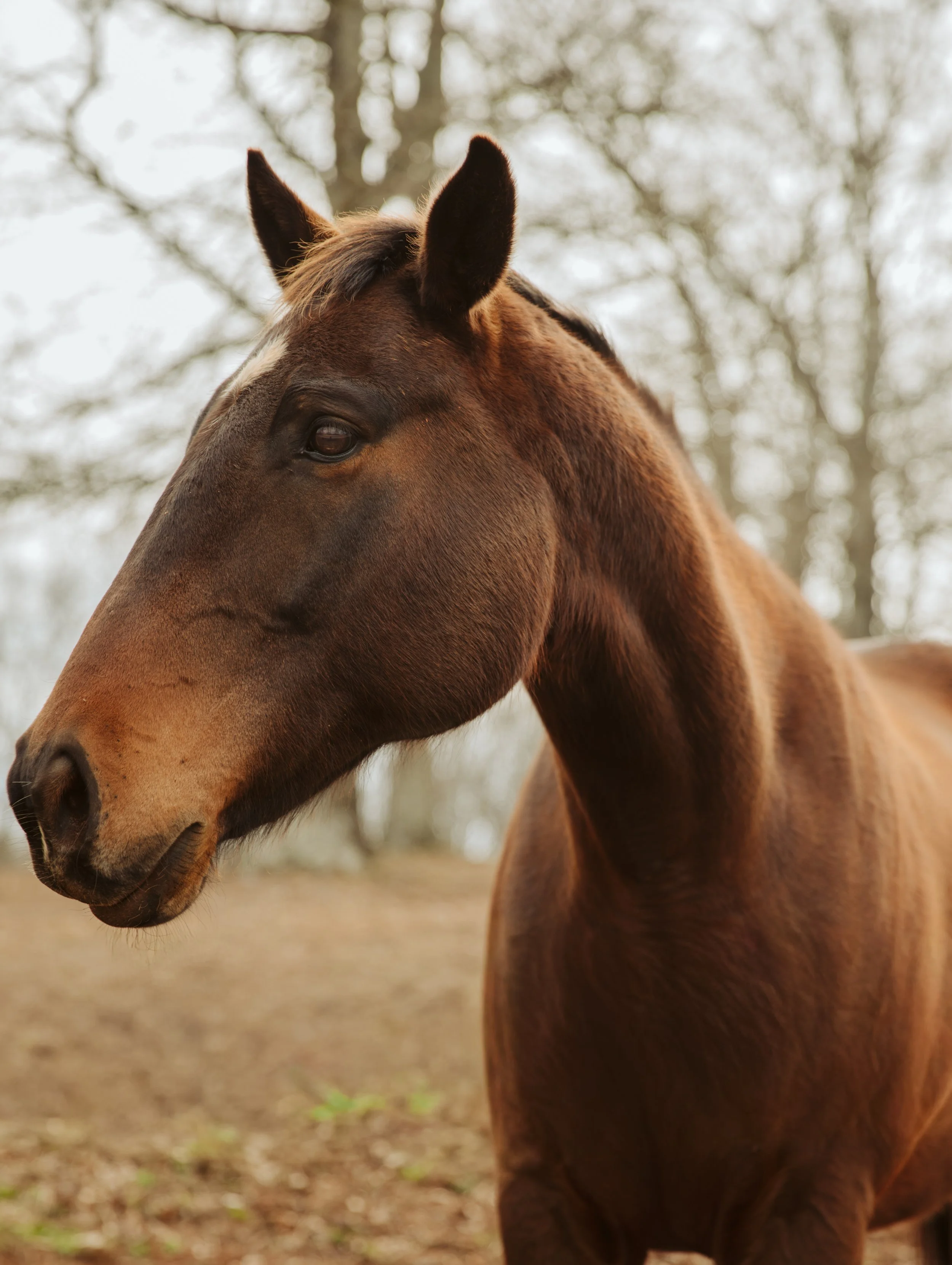 Bay Horse at Georgia Equestrian Farm