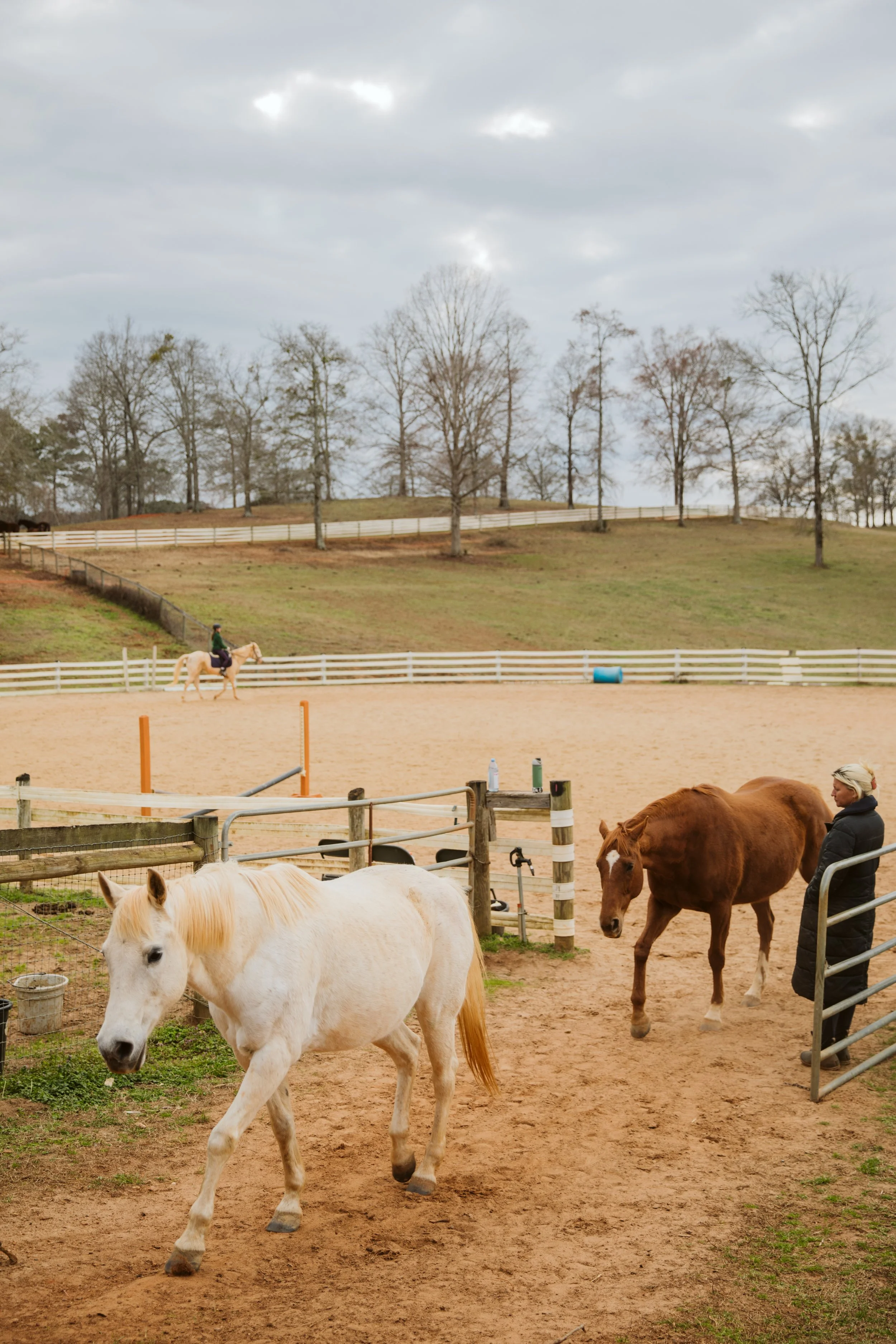 Horses in Georgia Pasture