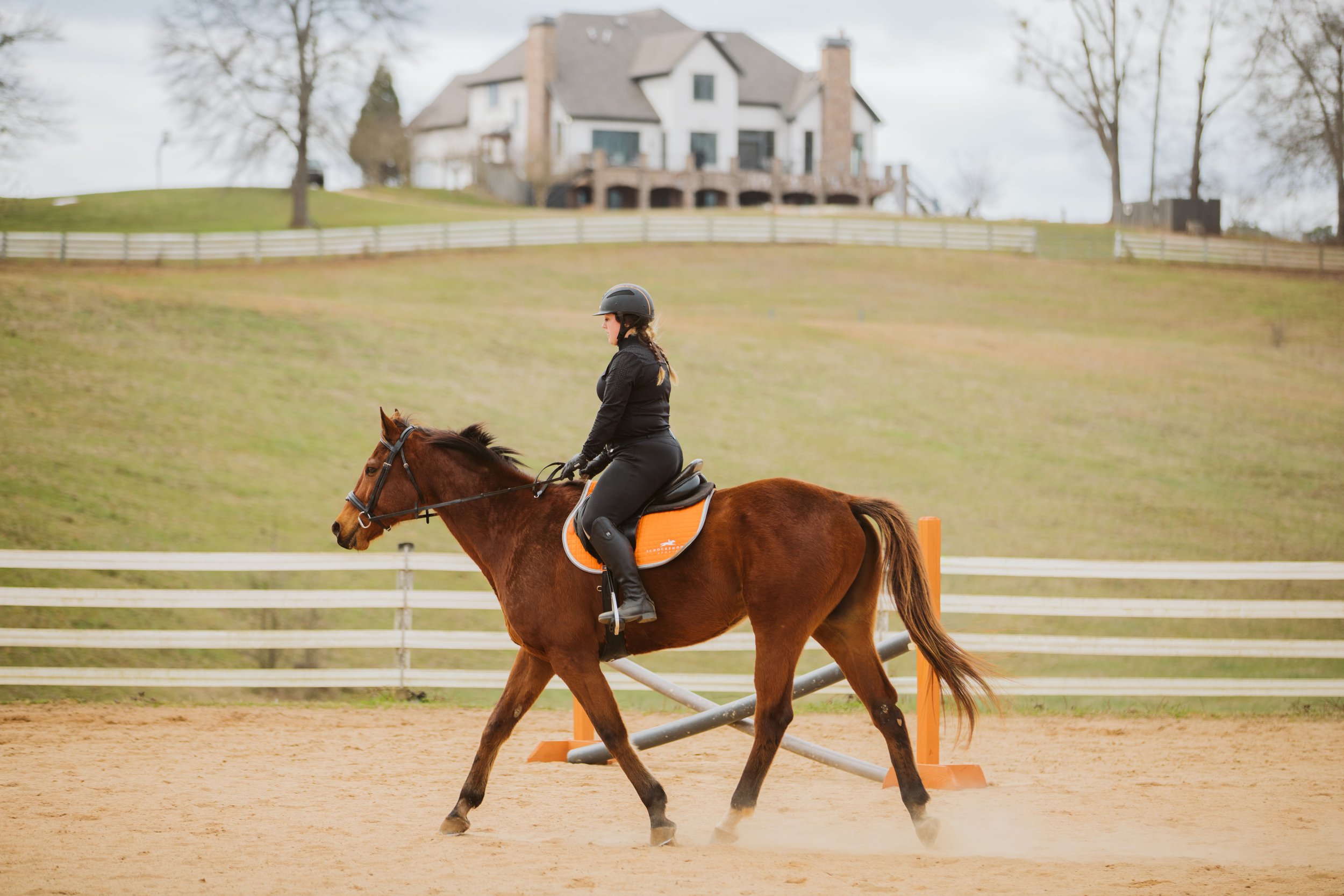 Professional Horse Care in Georgia