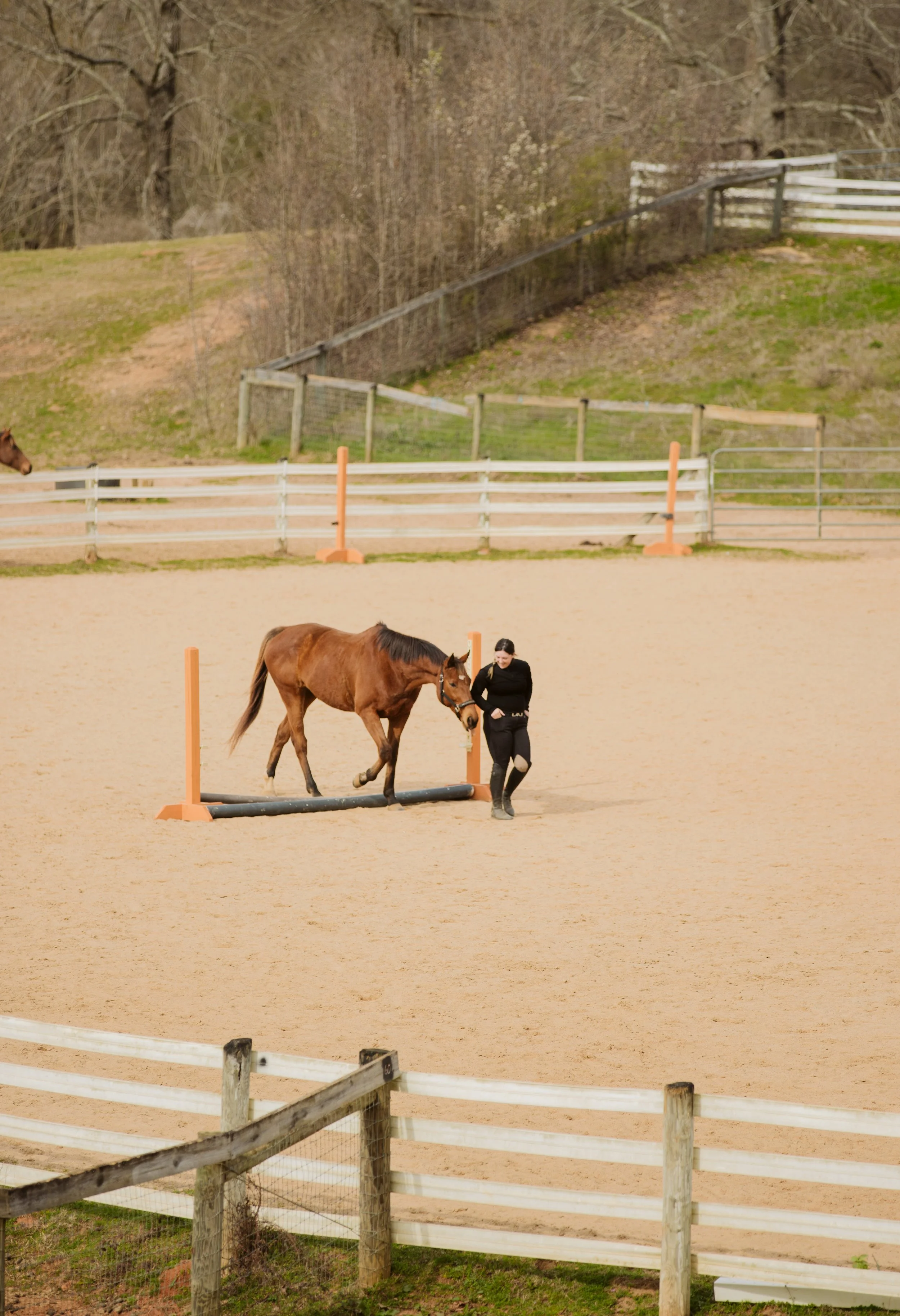 Georgia Horse Boarding Paddock