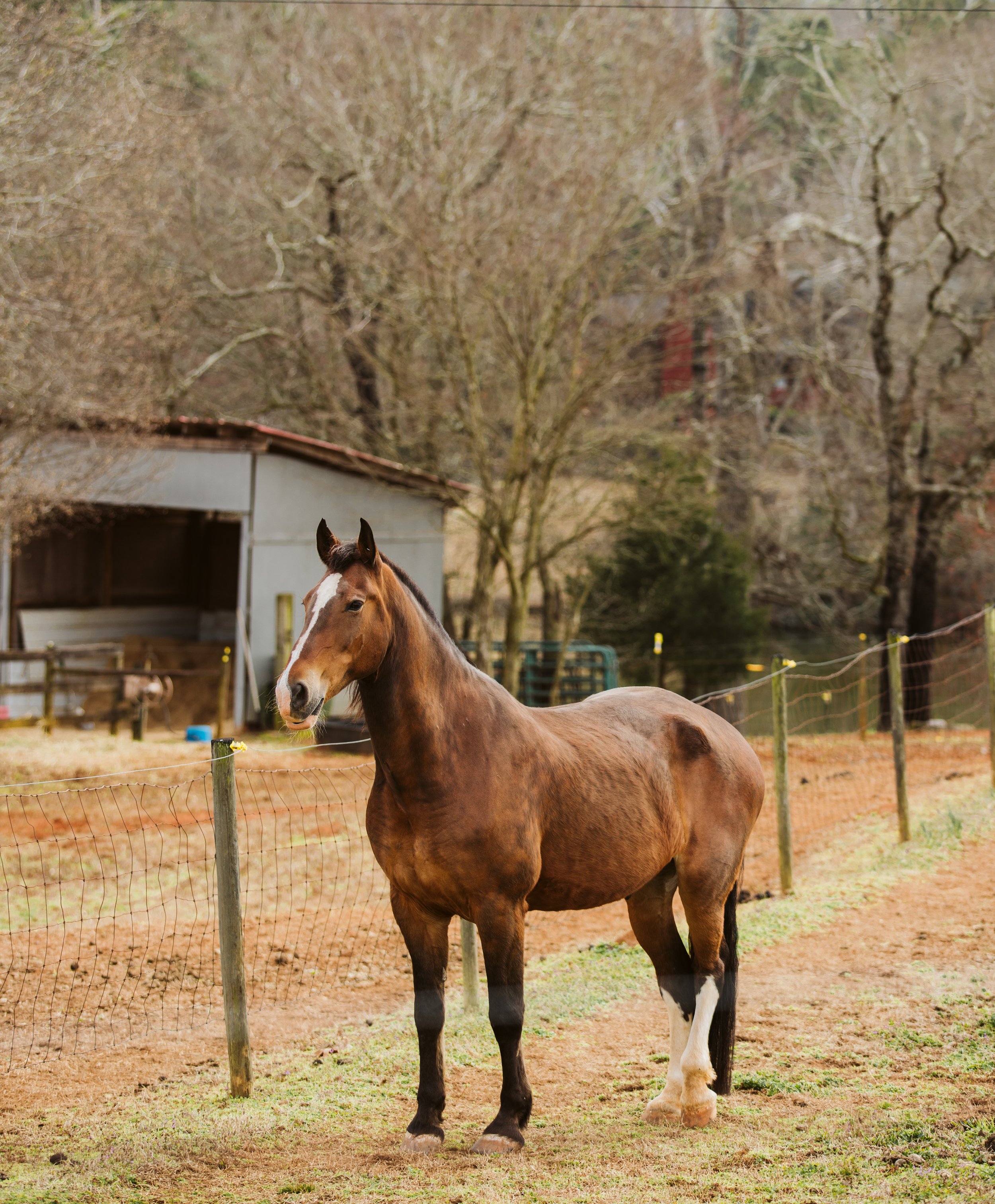 stephany-barboza-ga-photographer-equineIMG_2887.JPG