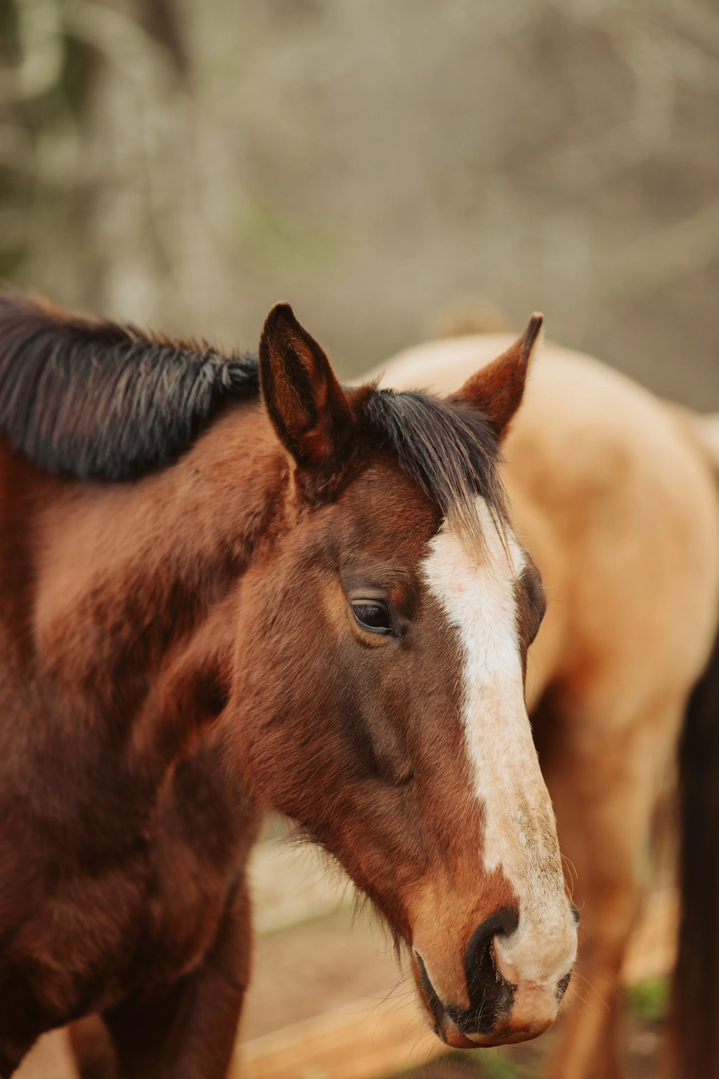stephany-barboza-ga-photographer-equineIMG_2909 2.JPG