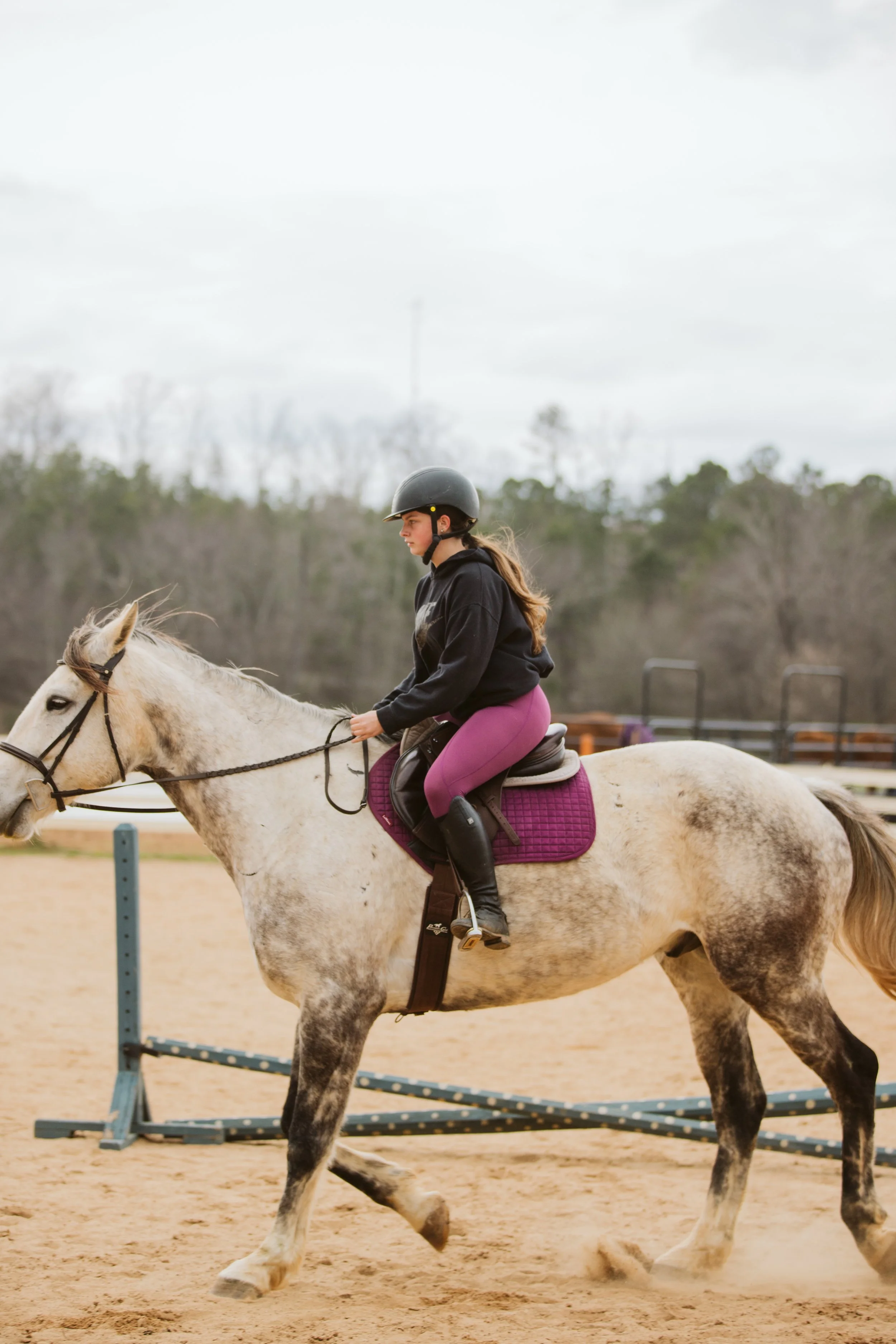 Hunter Jumper Training in Georgia
