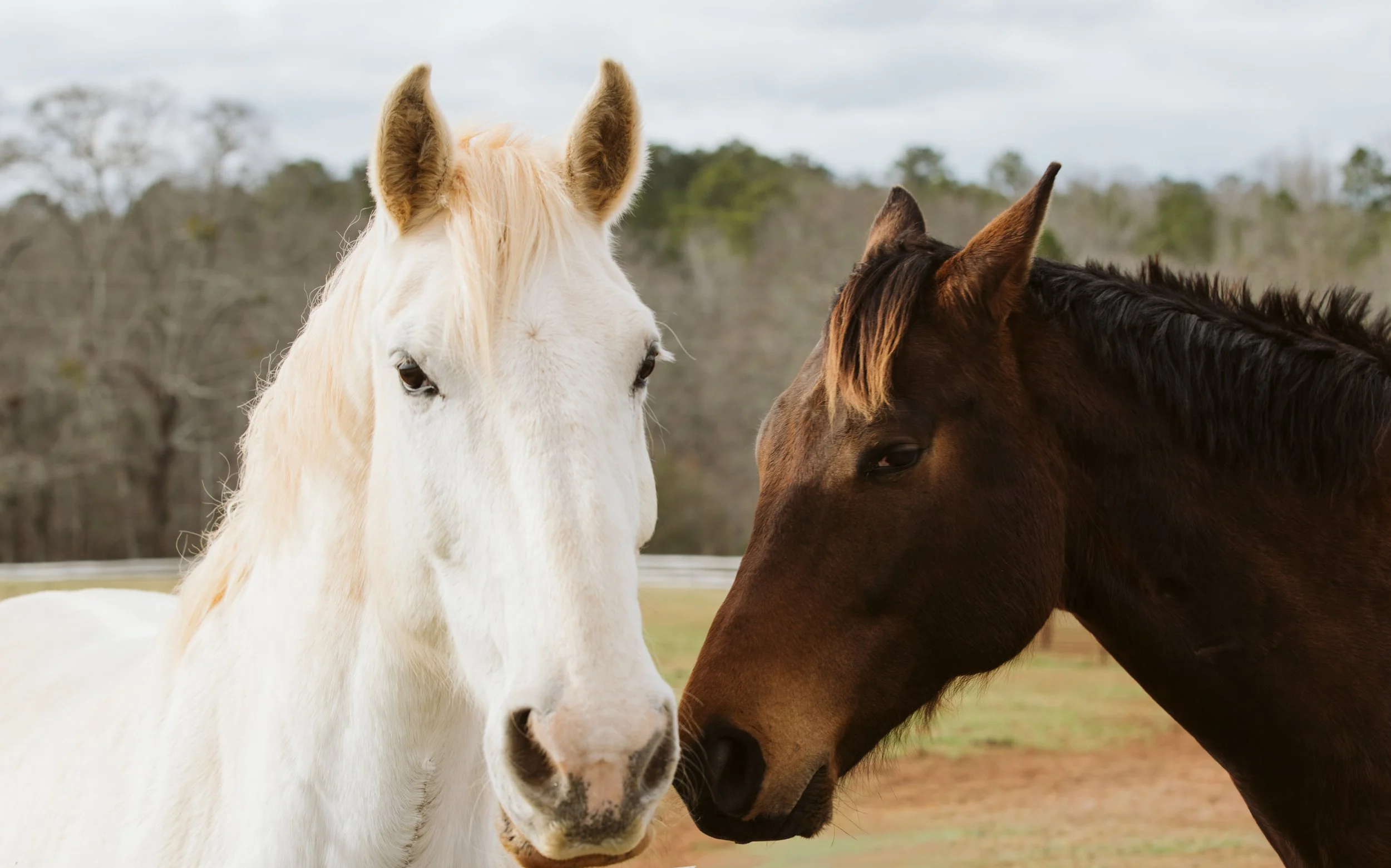 Why Keeping Your Equestrian Brand Up to Date Is Essential for Growth