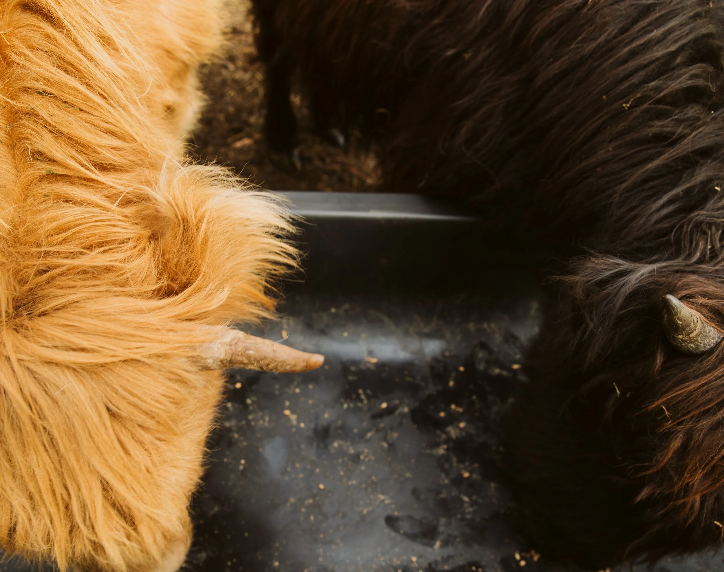 Highland Cow Fur Close-Up