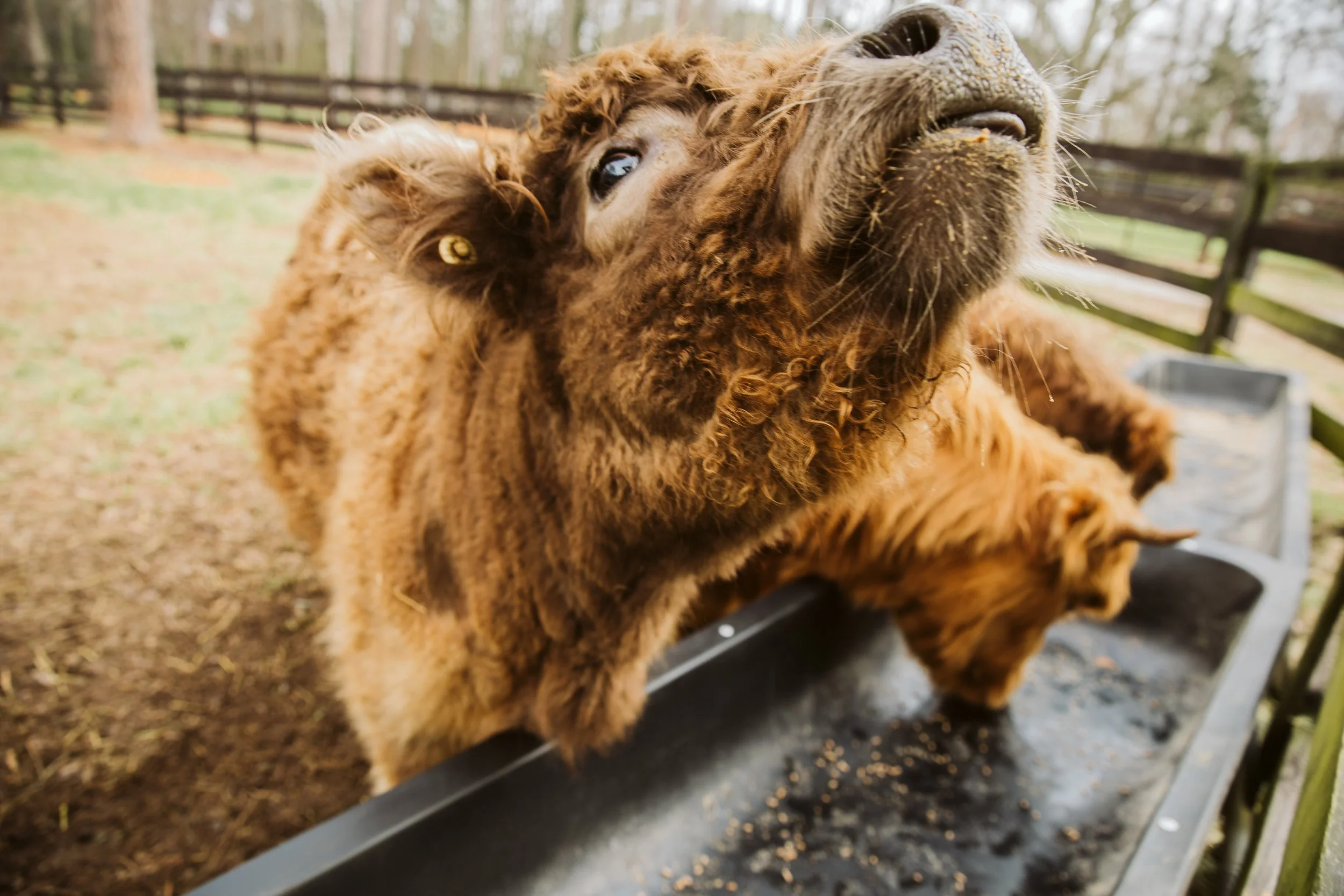 Curious Highland Cow Looking Over Fence