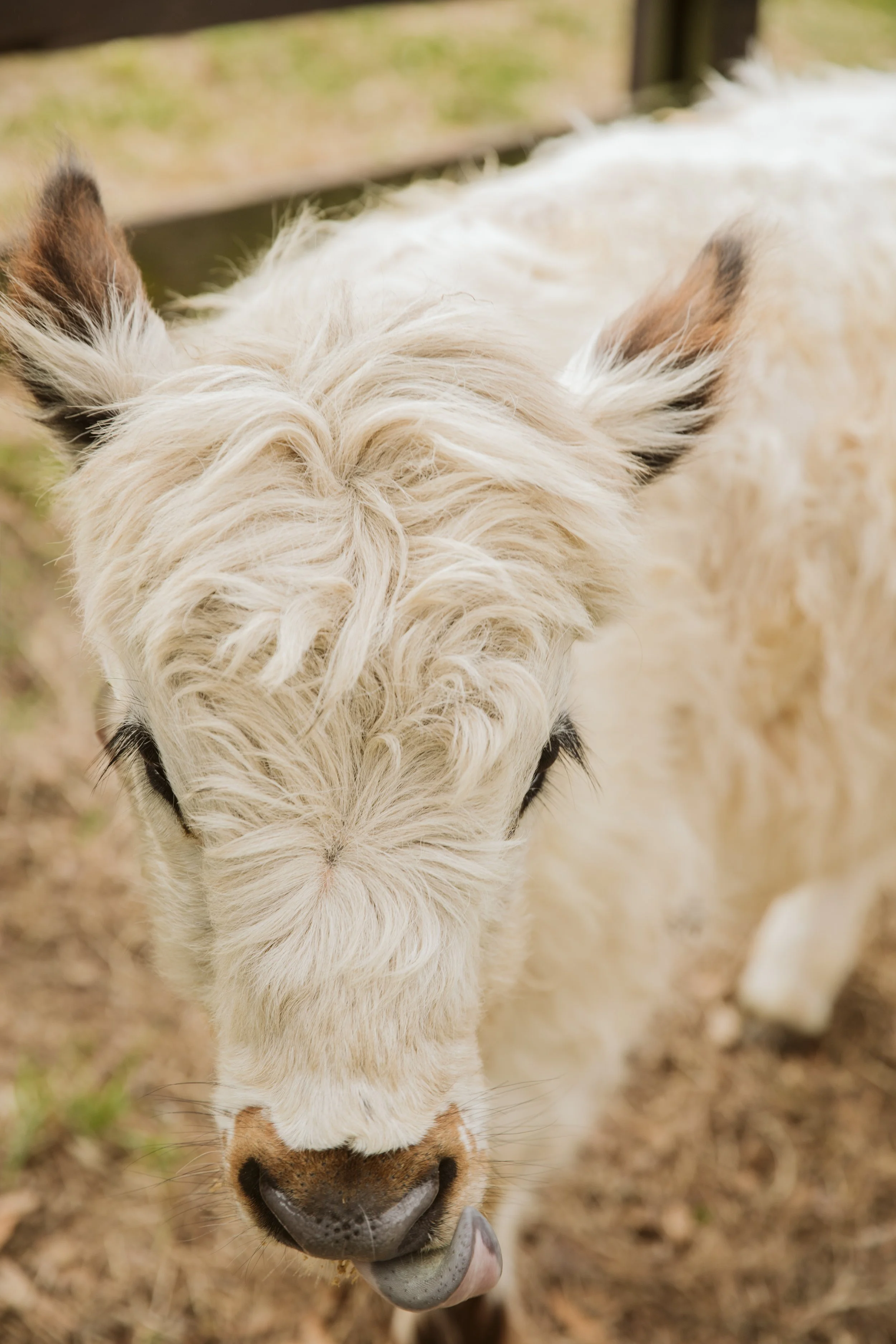 White Mini Highland Cow Portrait