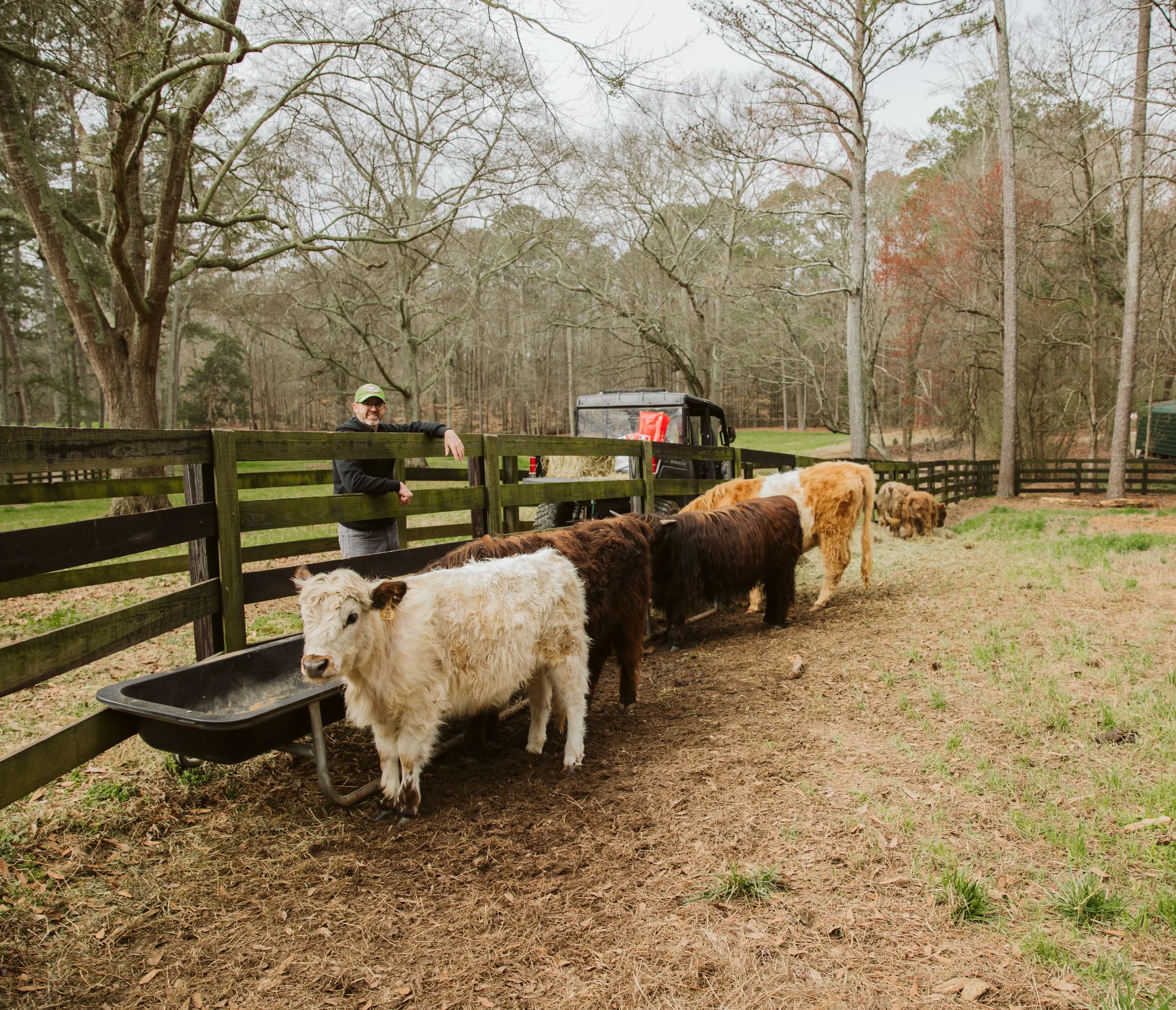 Mini Highland Cattle Walking in Farm Paddock
