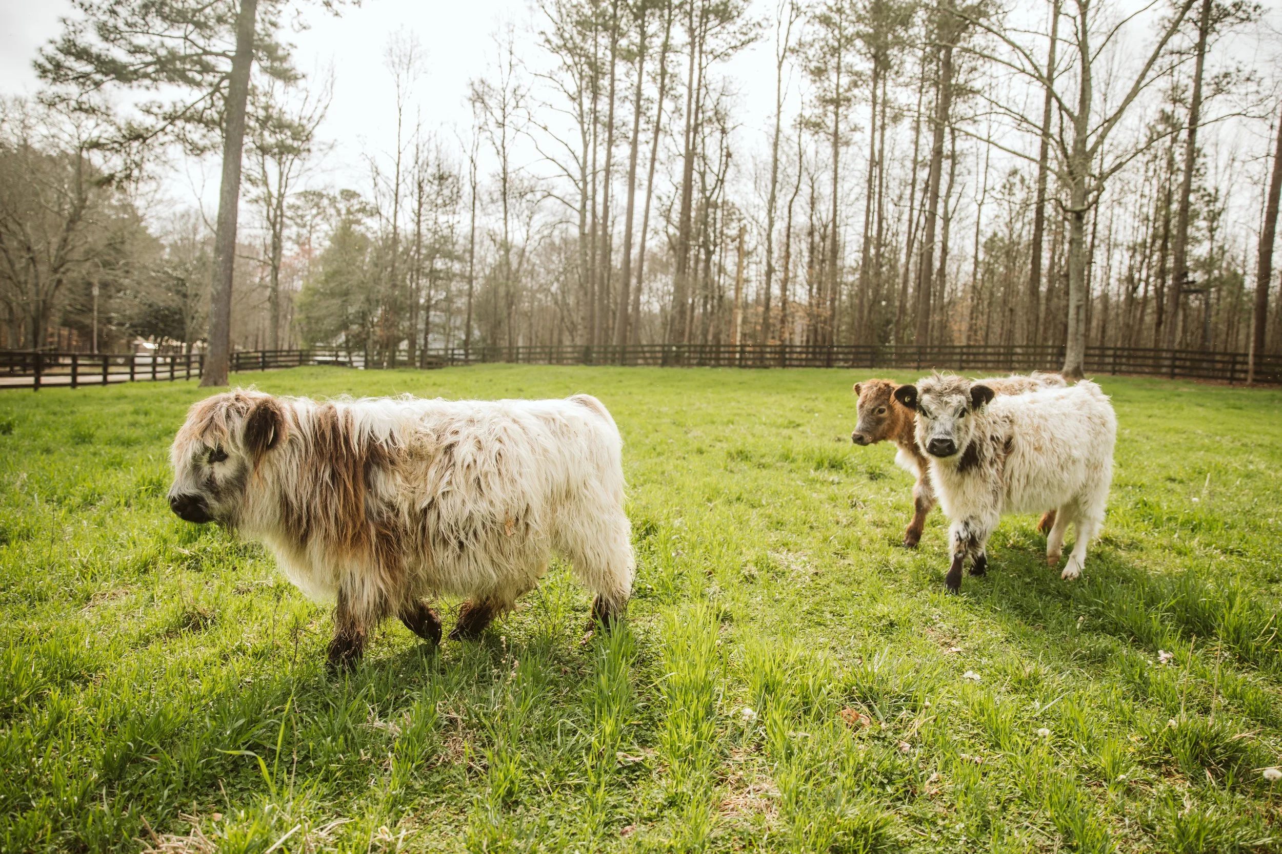 Two Highland Cows Grazing in Field