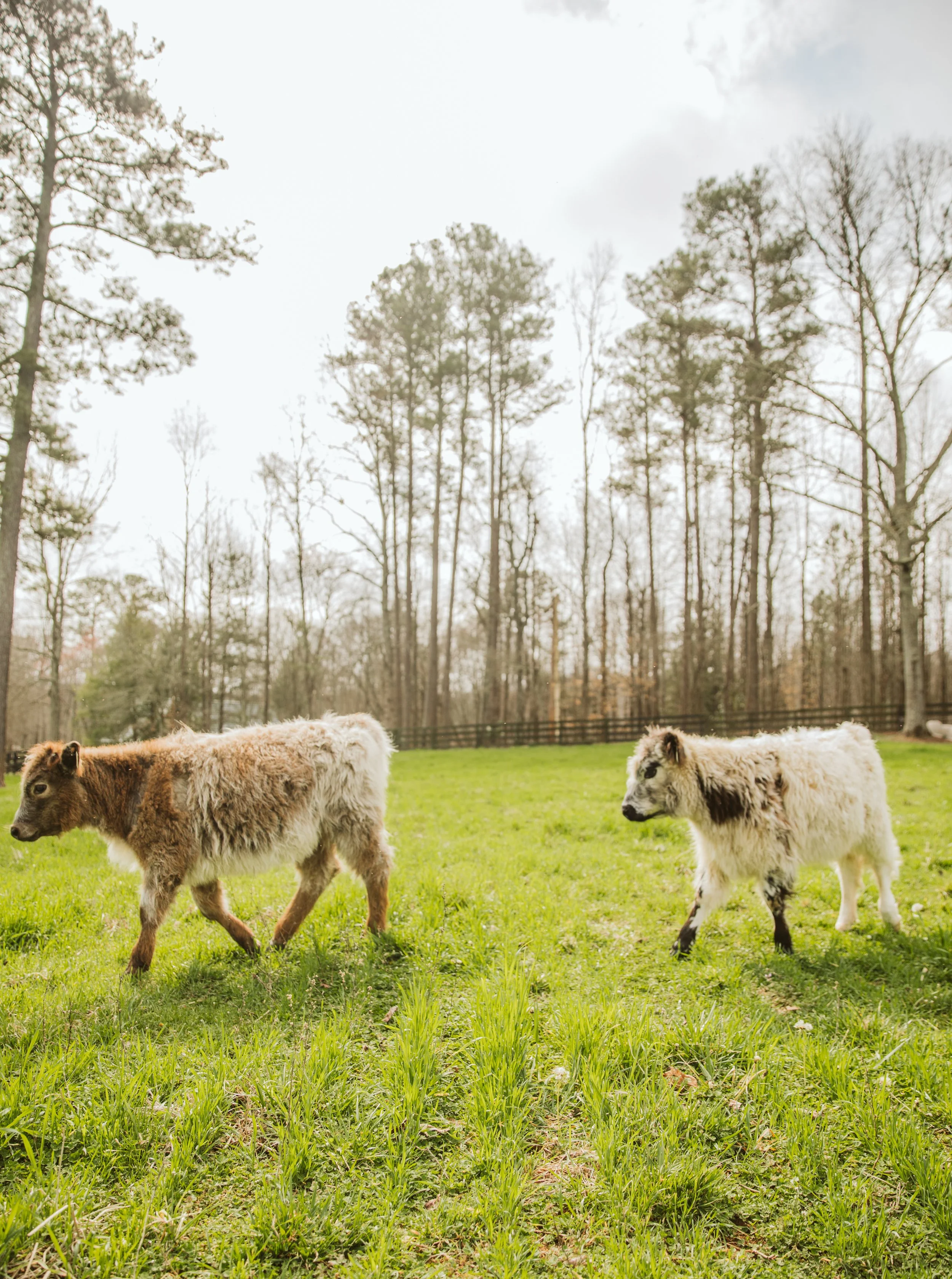 Highland Calf in Green Pasture