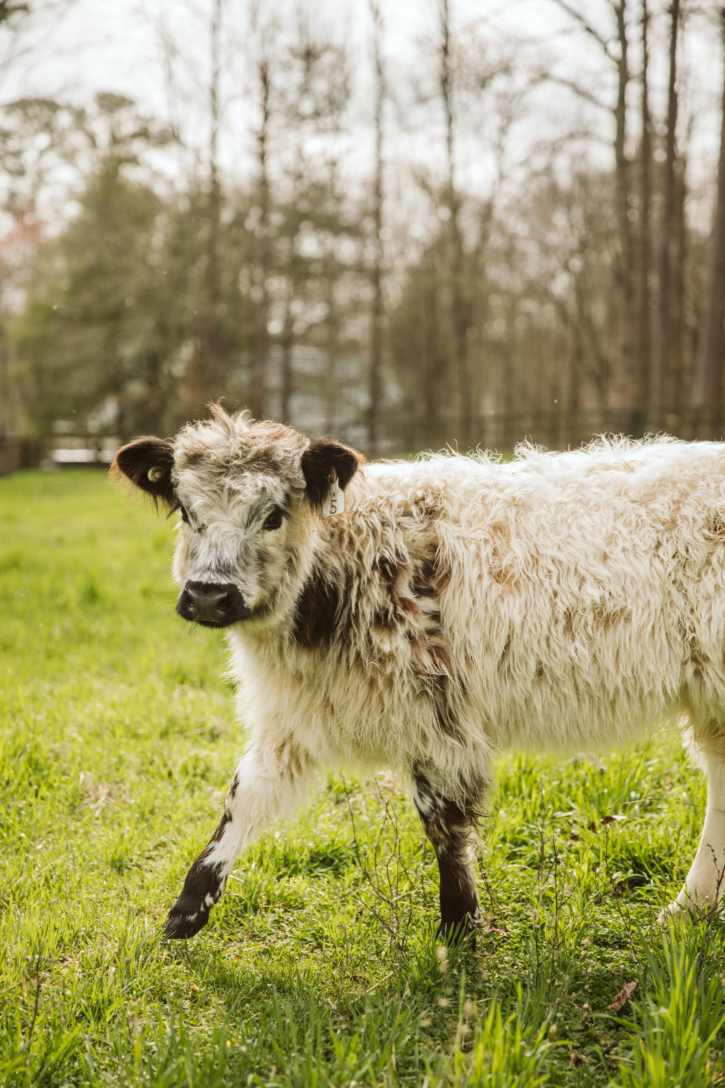 Mini Highland Calf Standing in Grass