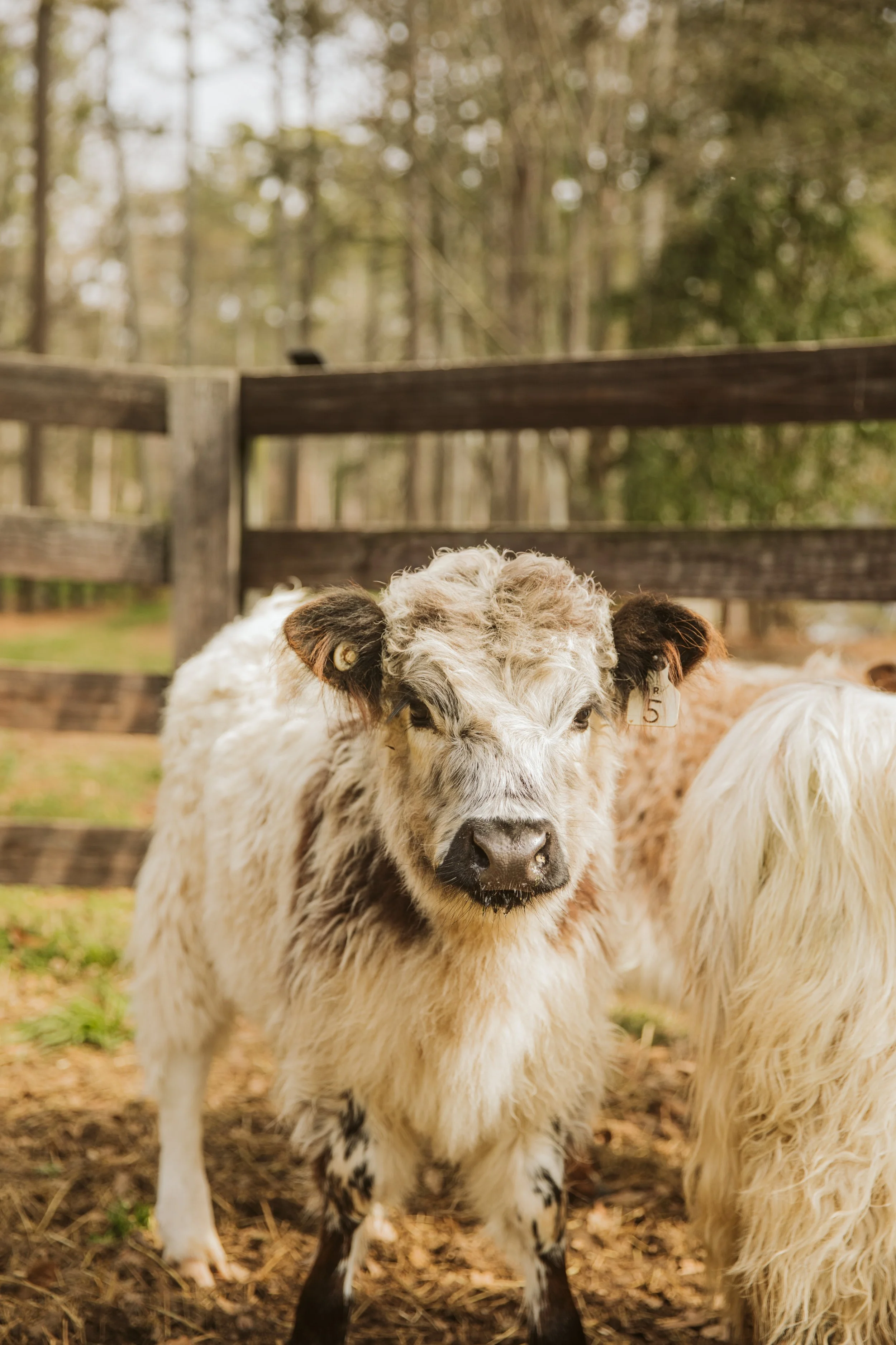 Mini Highland Cow Portrait in Pasture