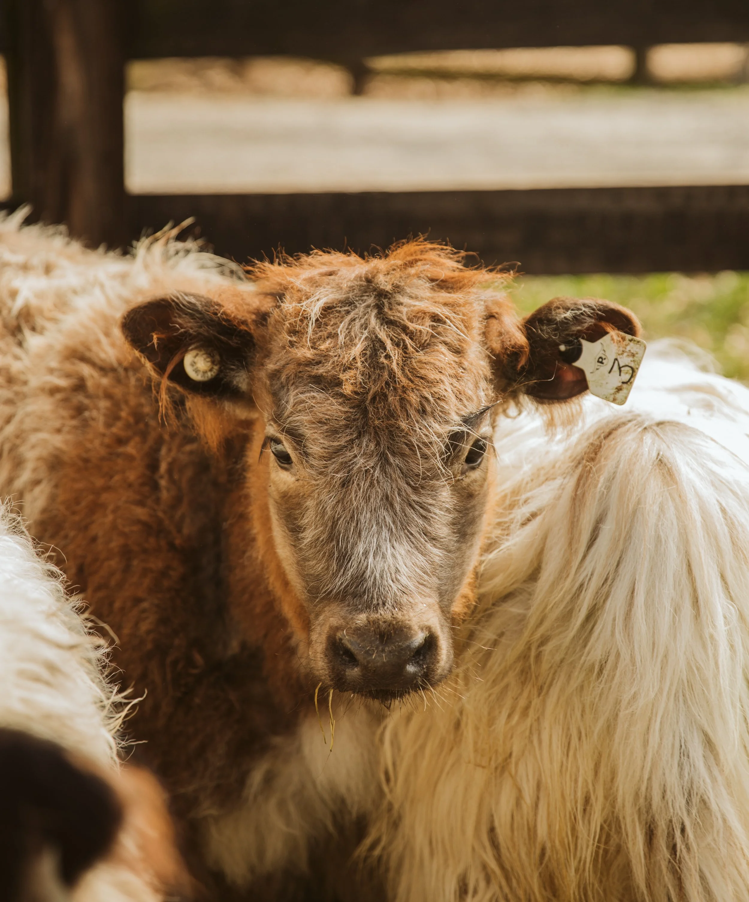 Close-Up Highland Cow Face