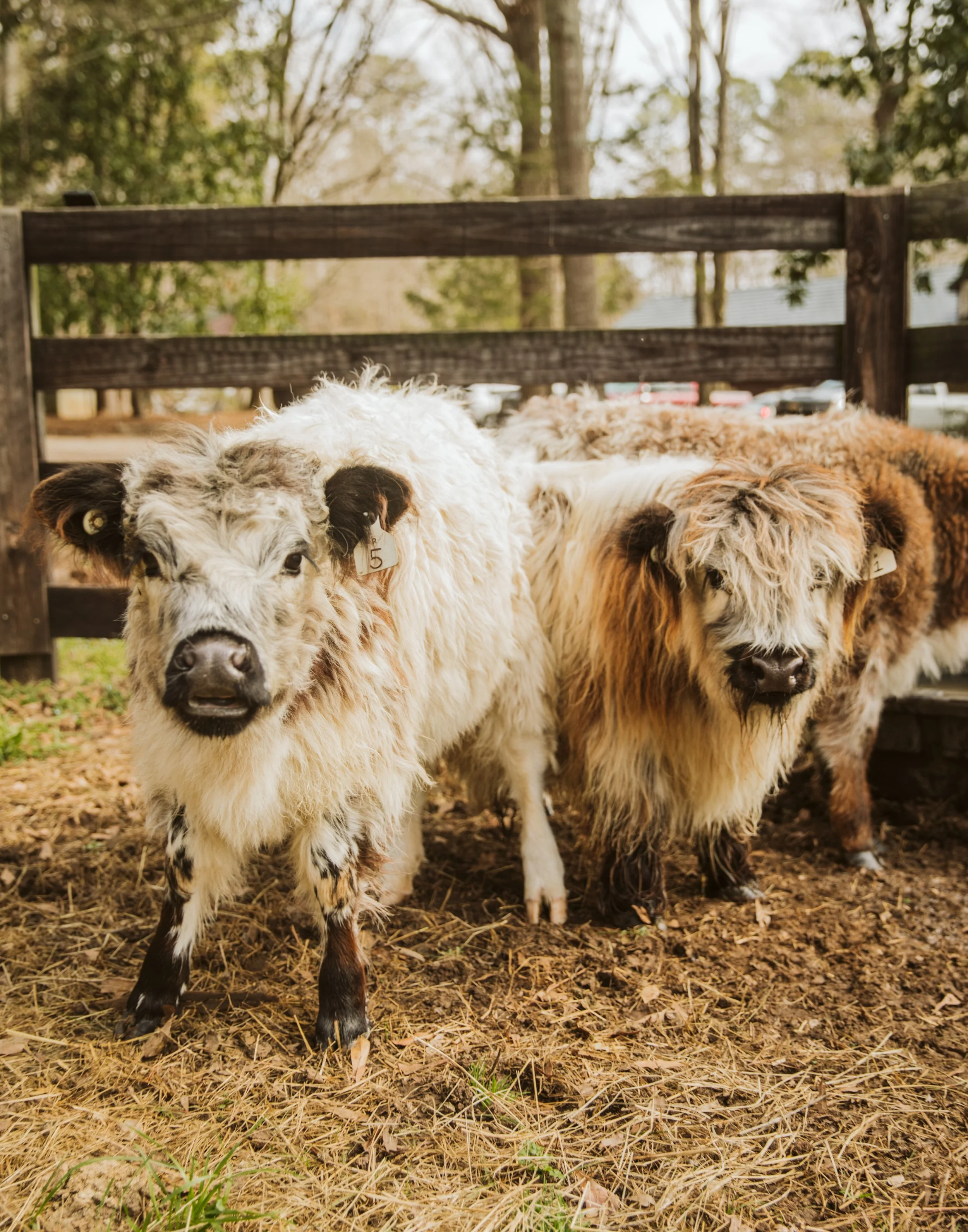 Group of Mini Highland Cattle