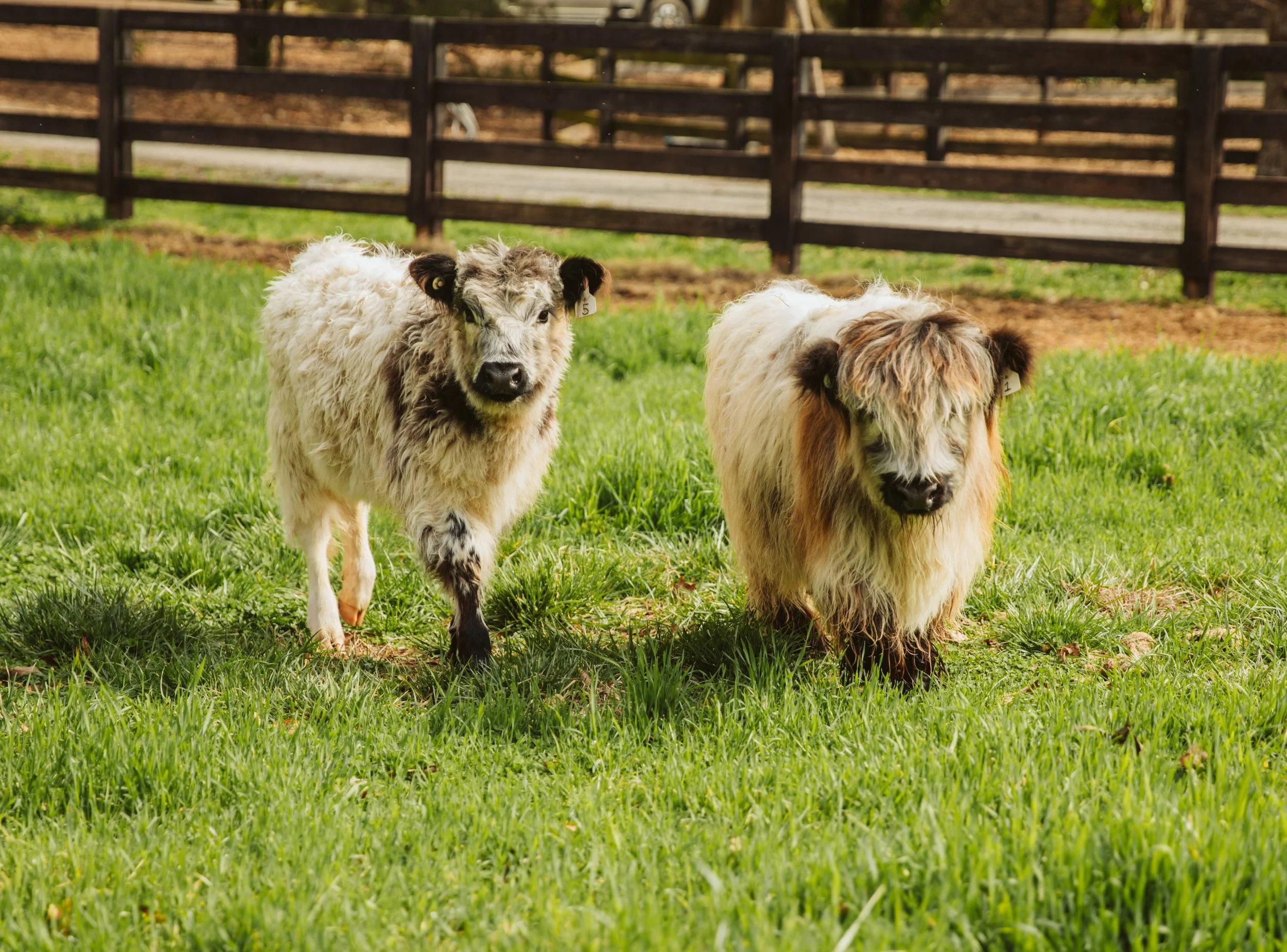 Mini Highland Cows in Pasture Field