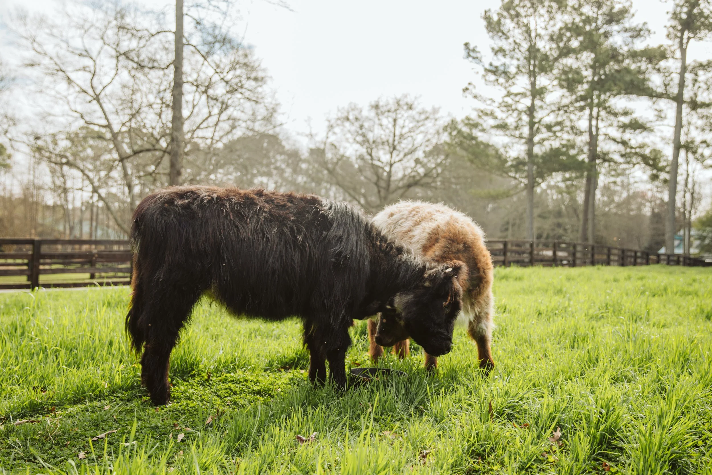 Black Mini Highland Cow Grazing