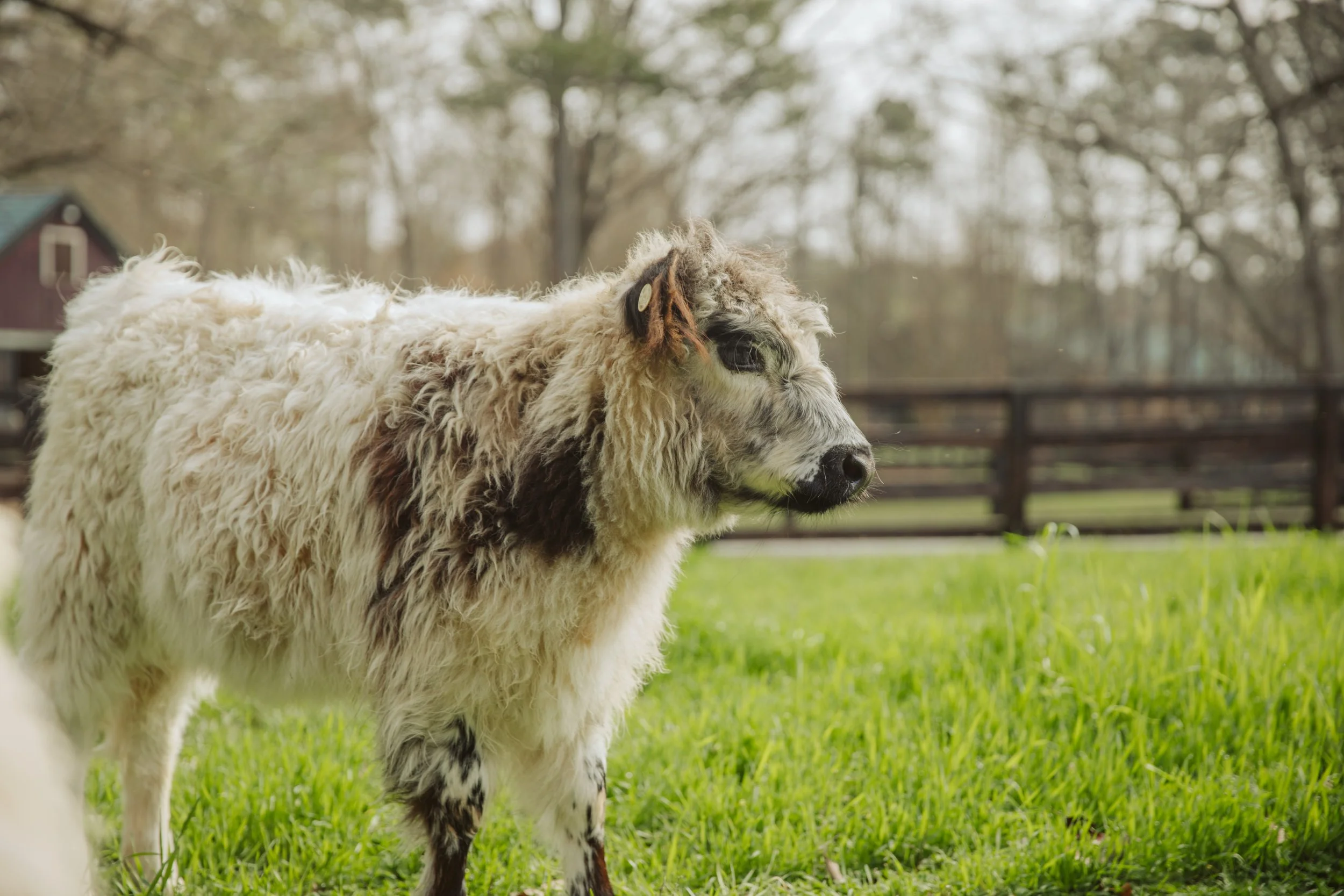 Speckled Mini Highland Cow in Pasture