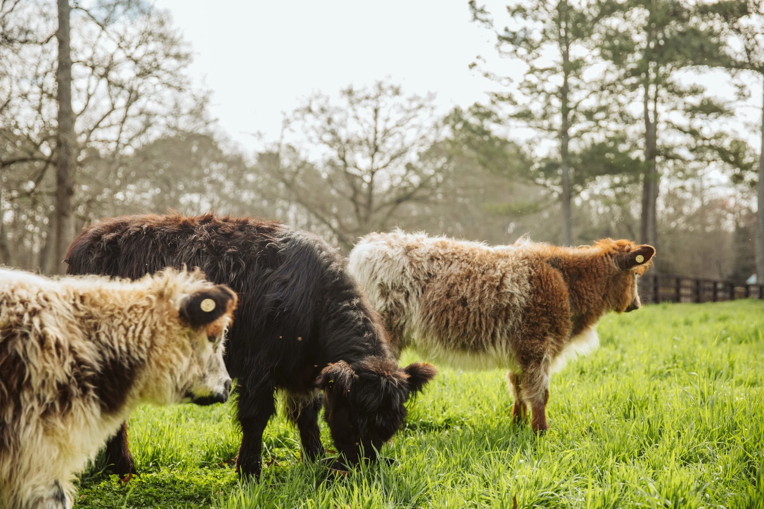 Mini Highland Herd Grazing Together