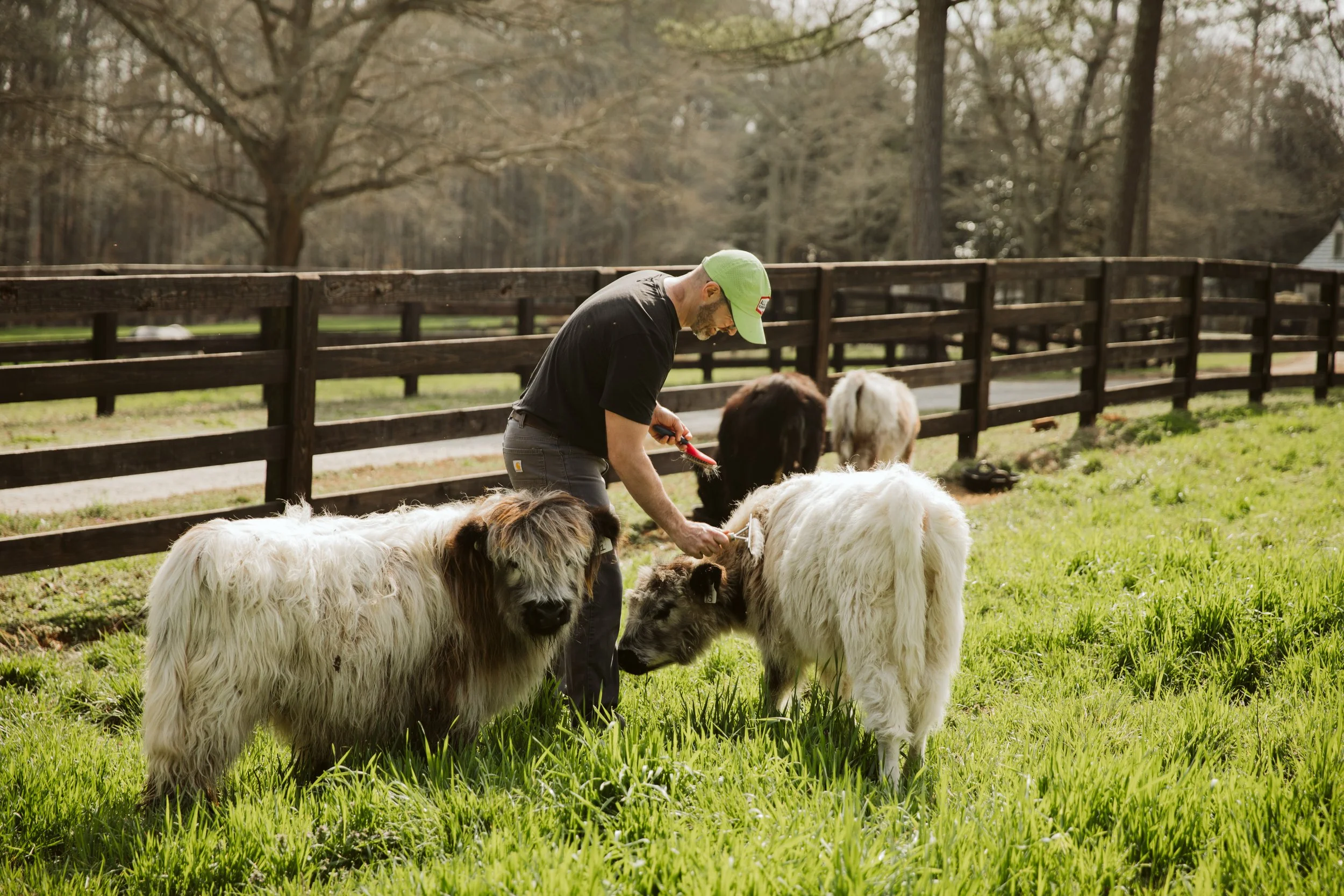 mini Highland Cows in Farm Paddock