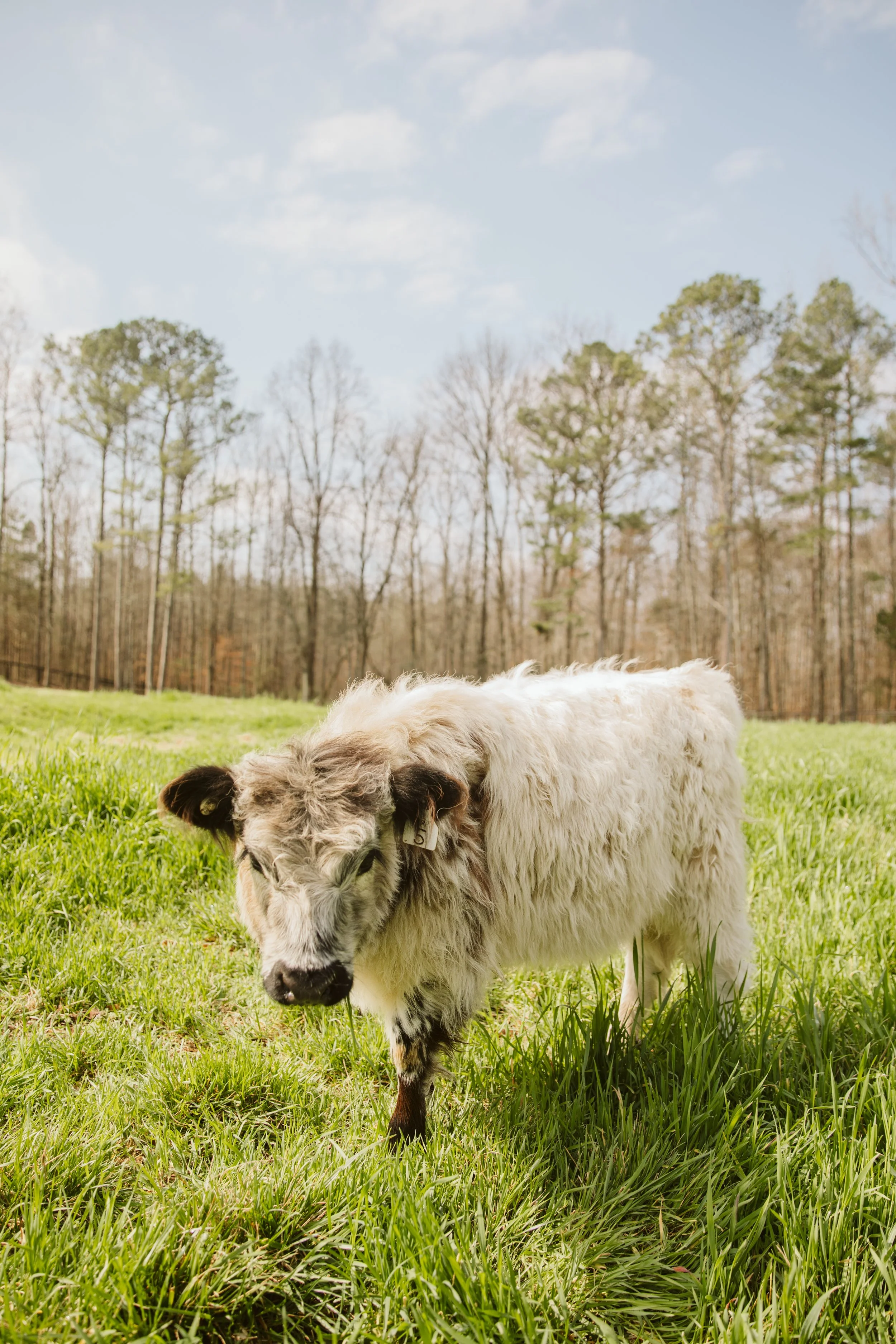 Highland Cow in Tall Grass