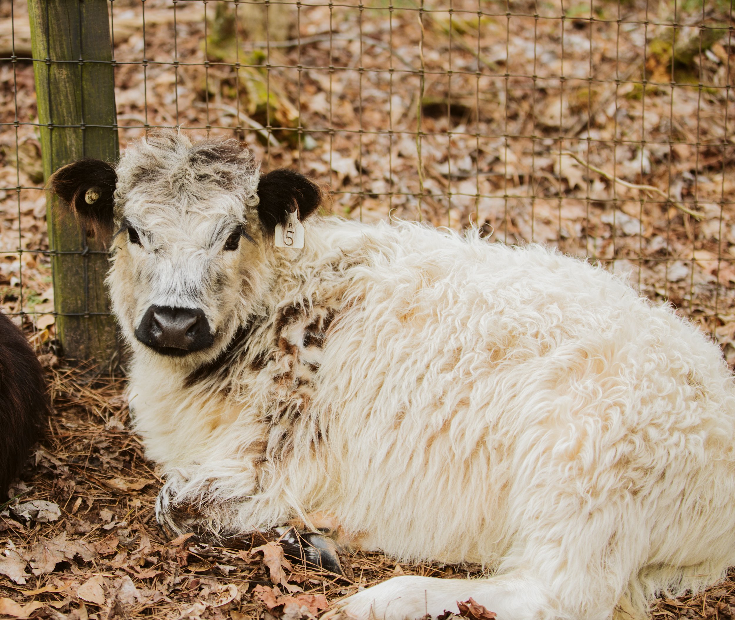 Mini Highland Calf Lying Down