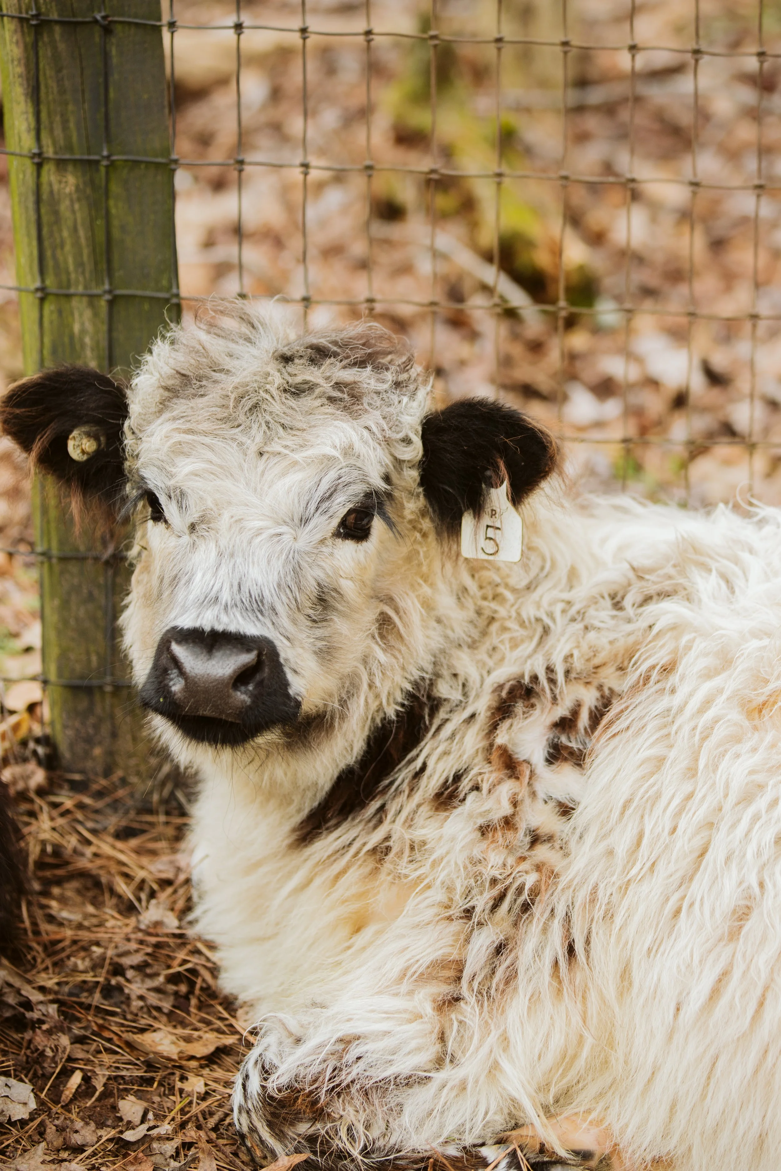Highland Calf Portrait Close-Up
