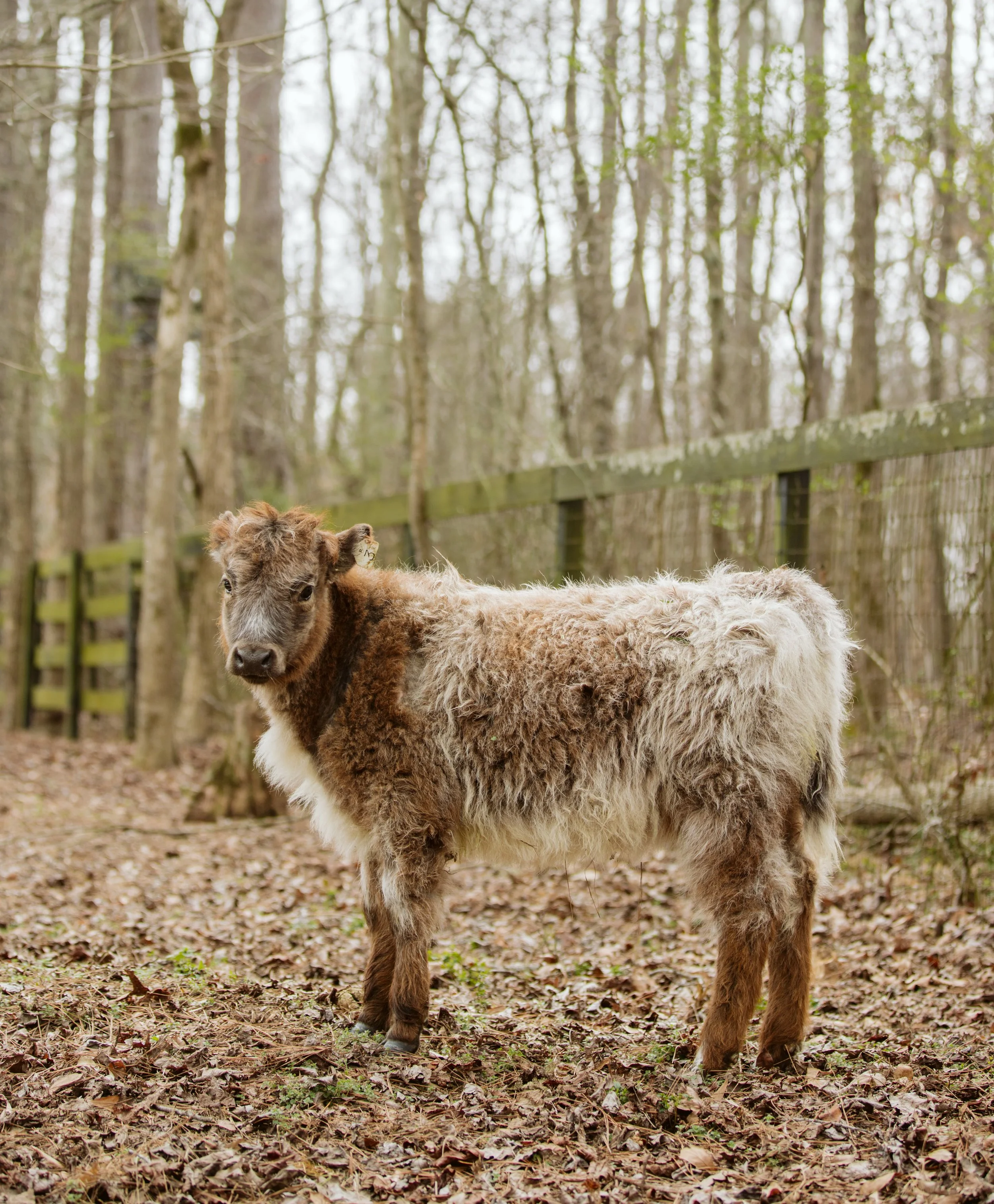 Mini Highland Cow in Forest Pasture