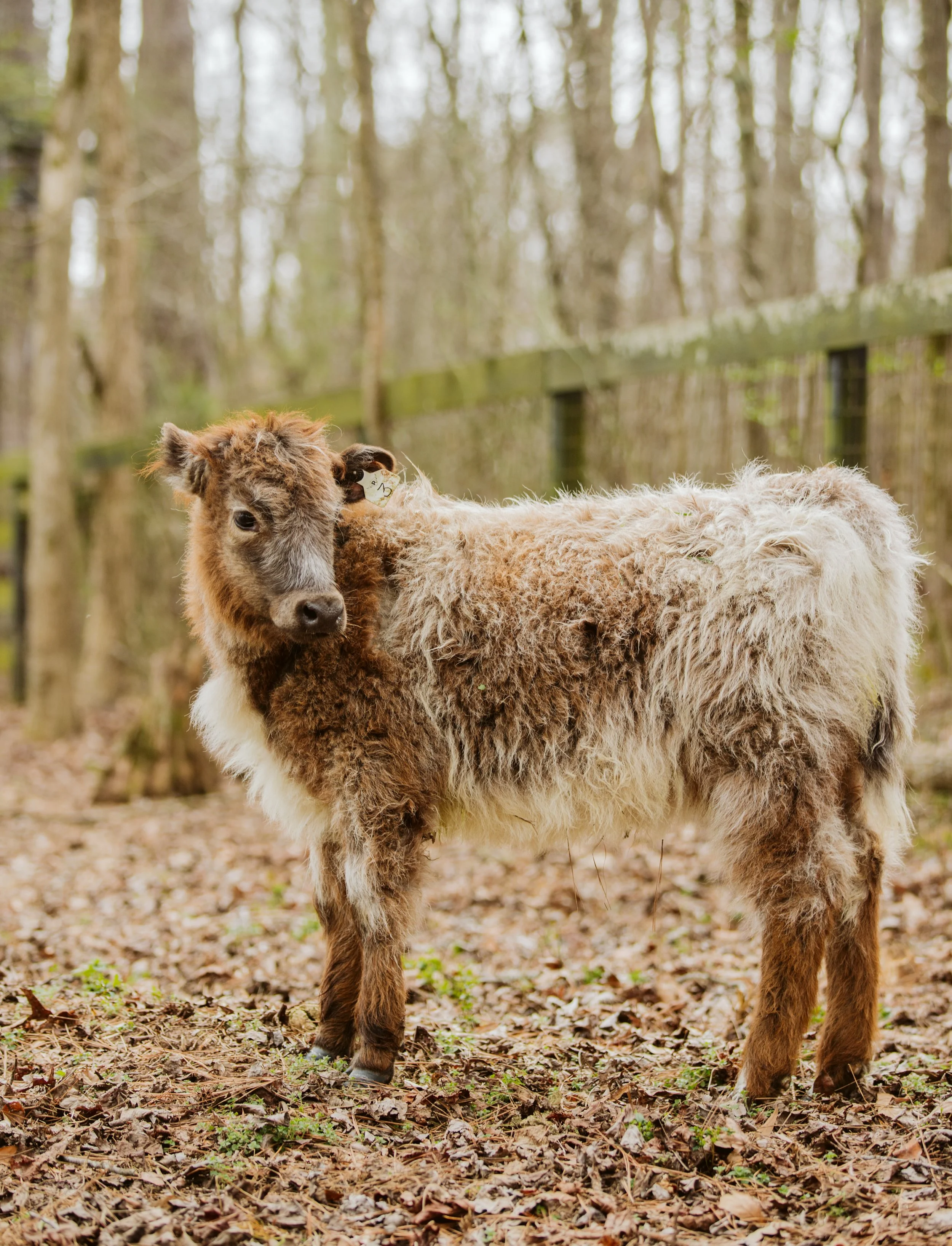 Highland Cow Profile in Woods