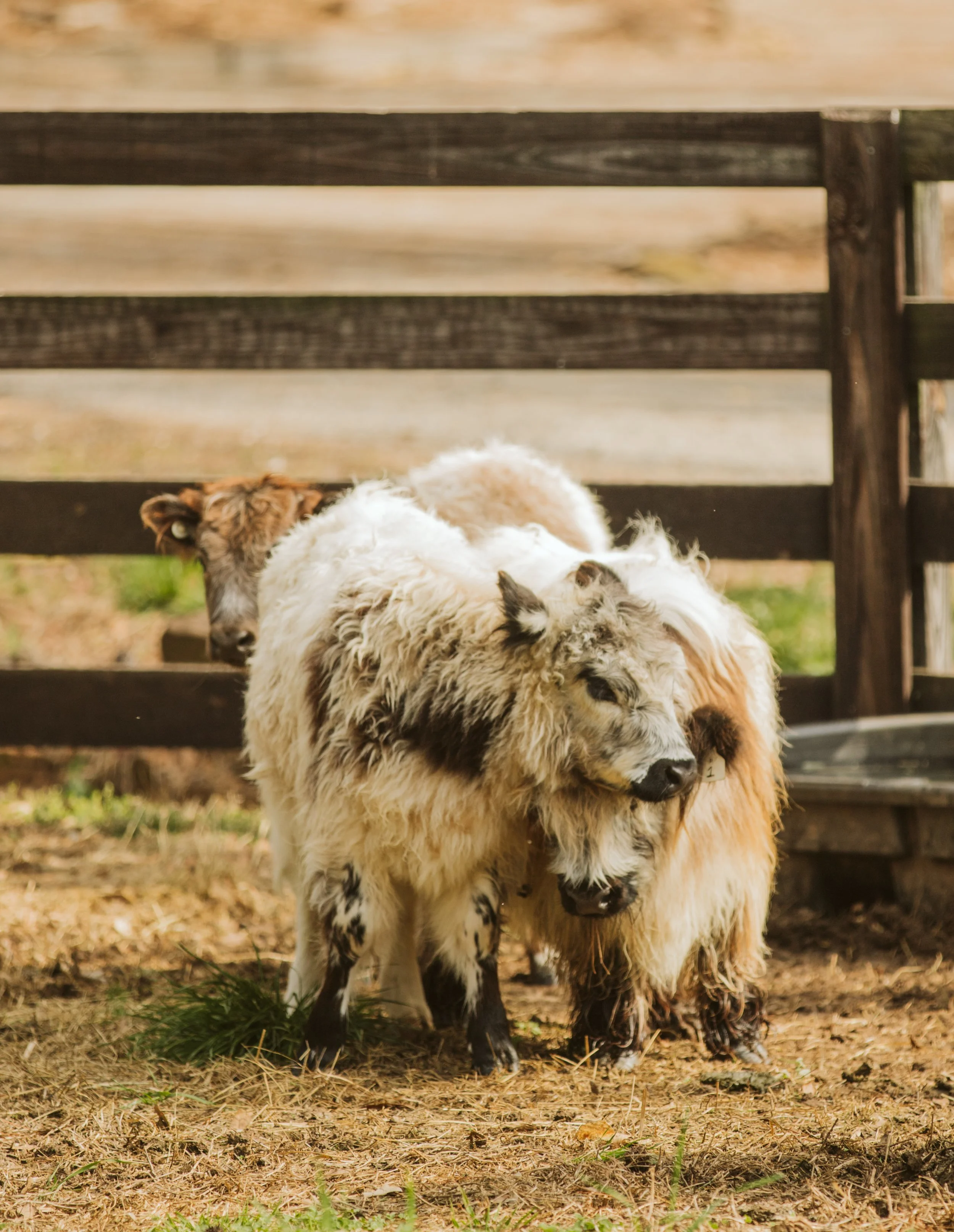 Shaggy Mini Highland Cow Walking