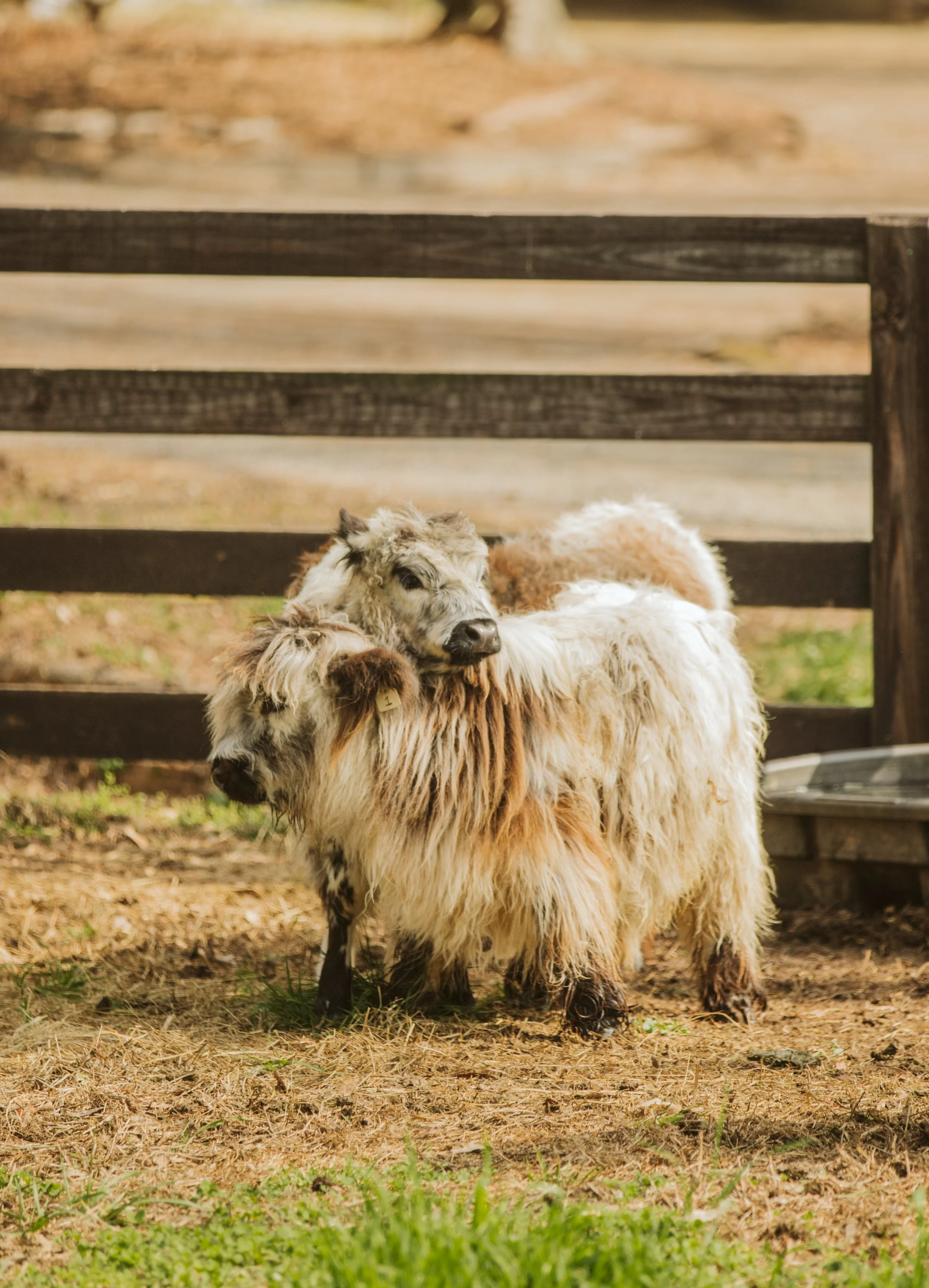 Highland Cow in Farm Pasture