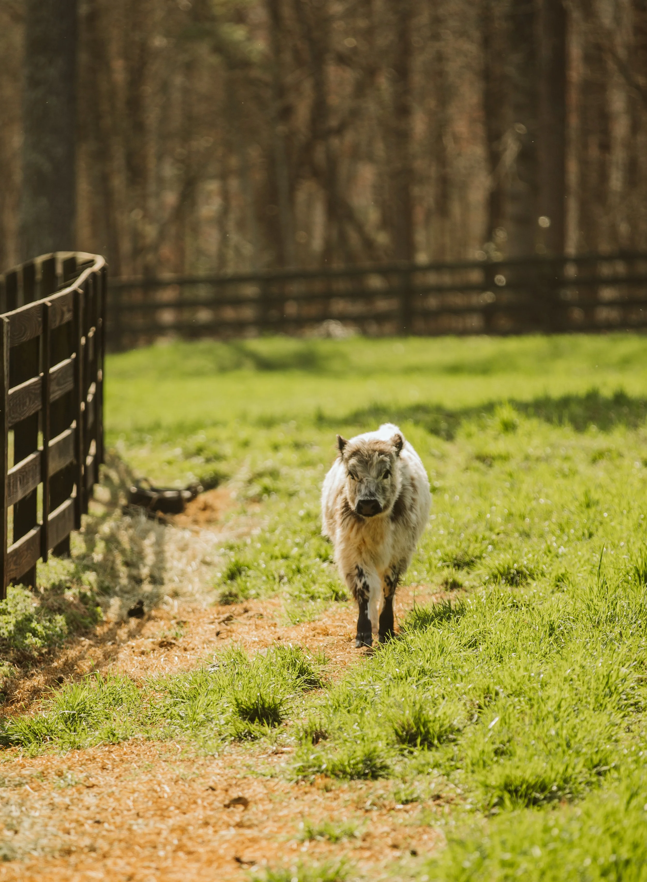 Mini Highland Cow Walking Toward Camera