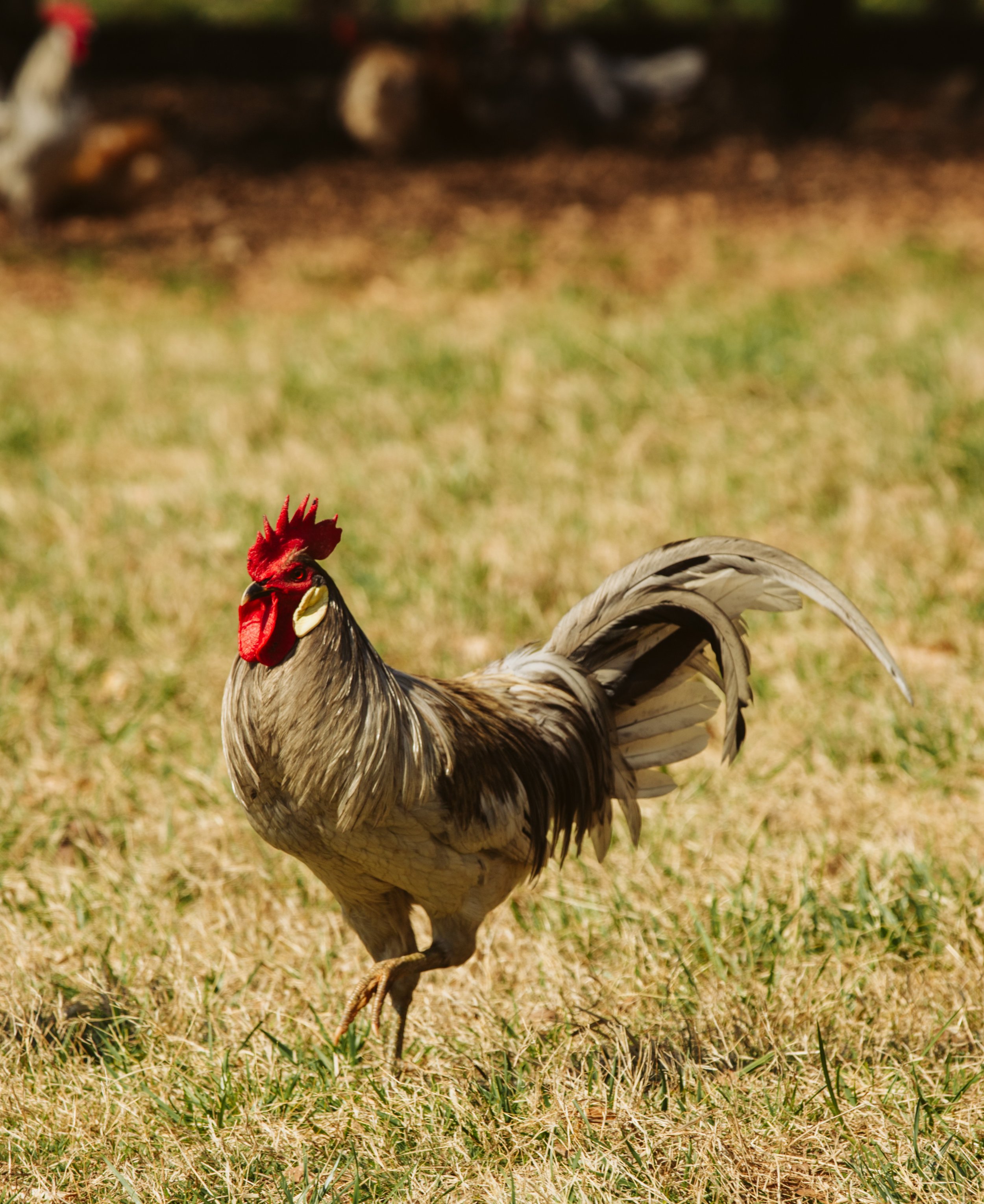 Rooster Standing in Grass