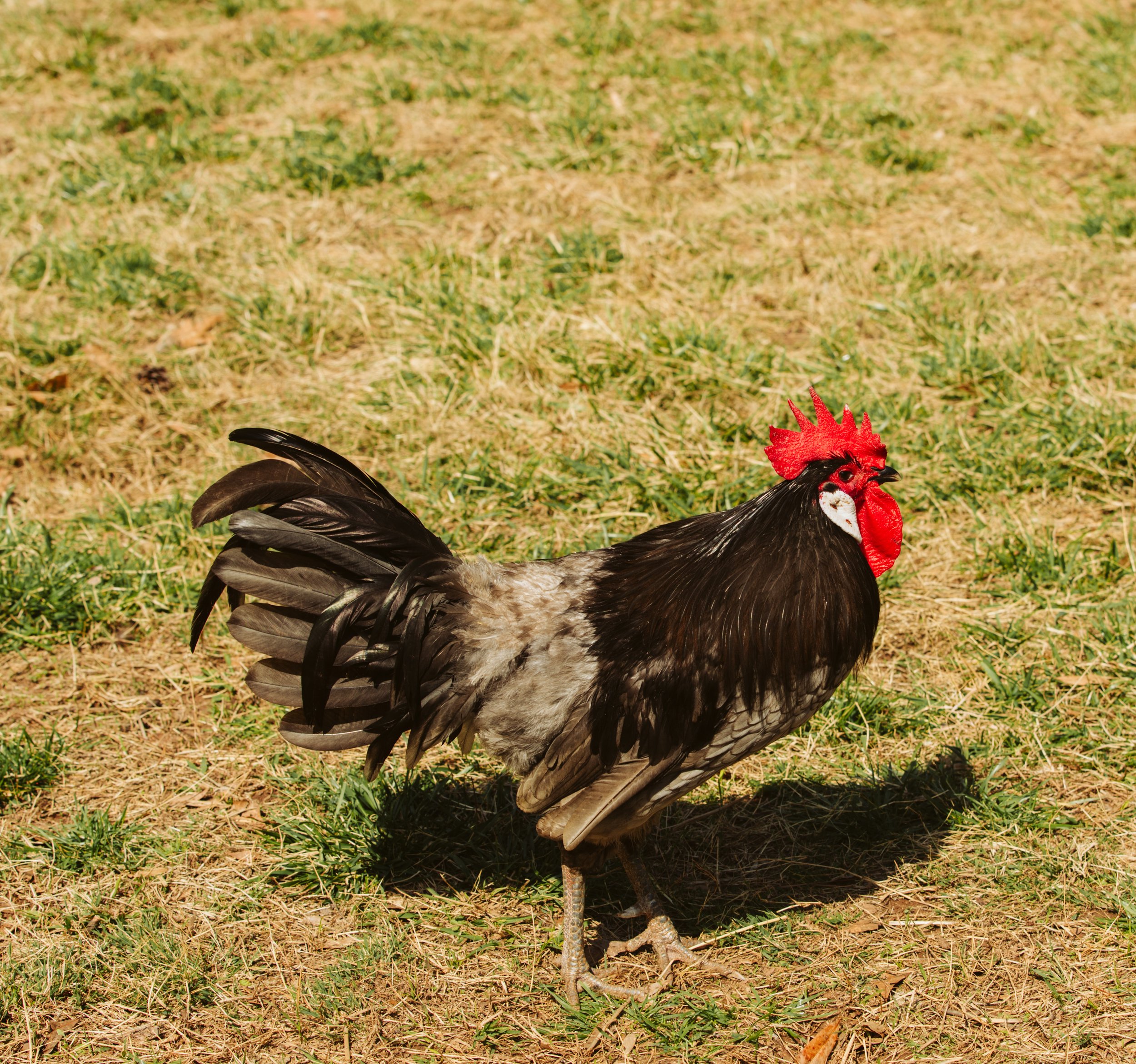 Rooster Walking Through Farmyard