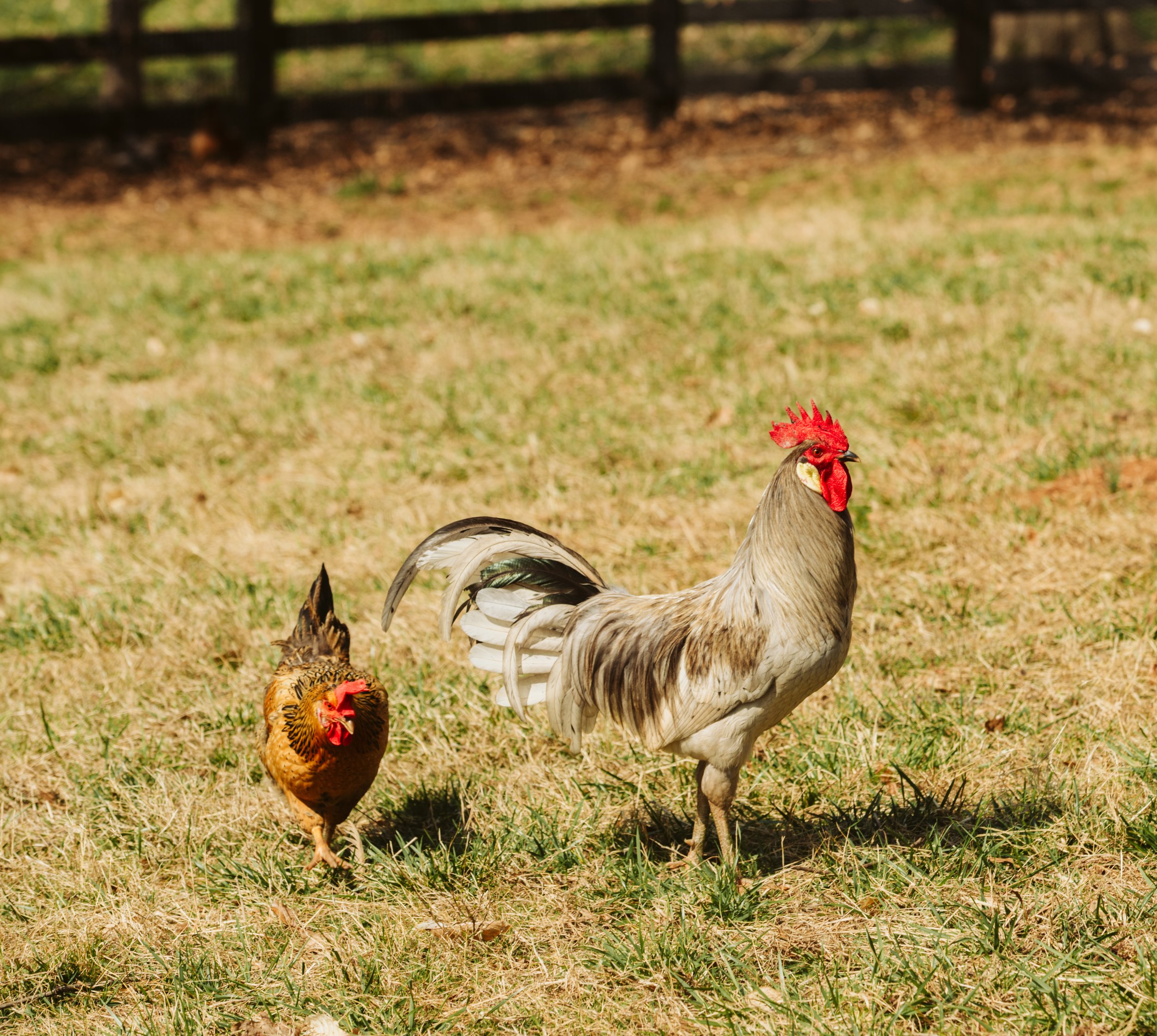 Two Roosters in Pasture