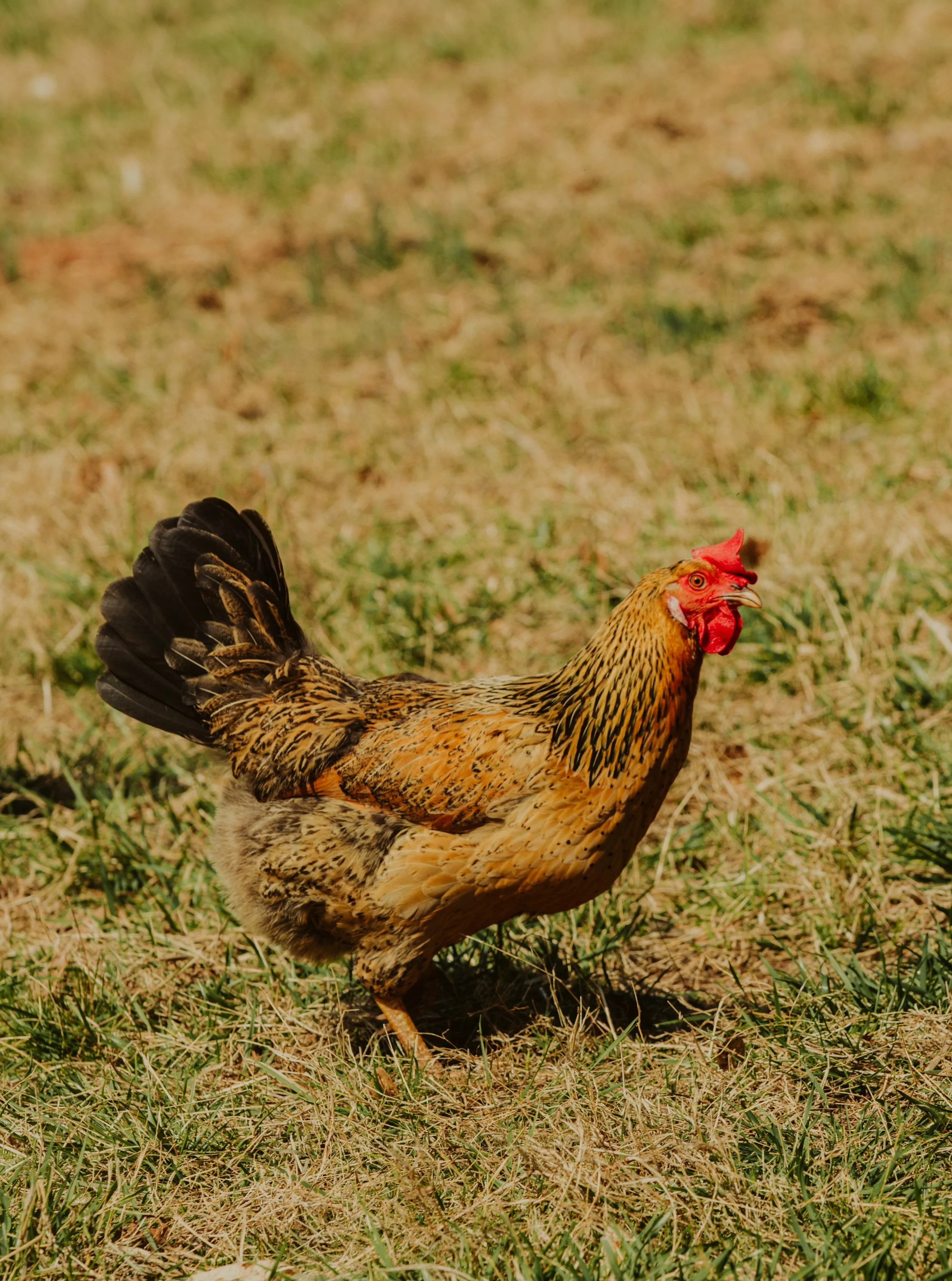 Brown Chicken in Farmyard