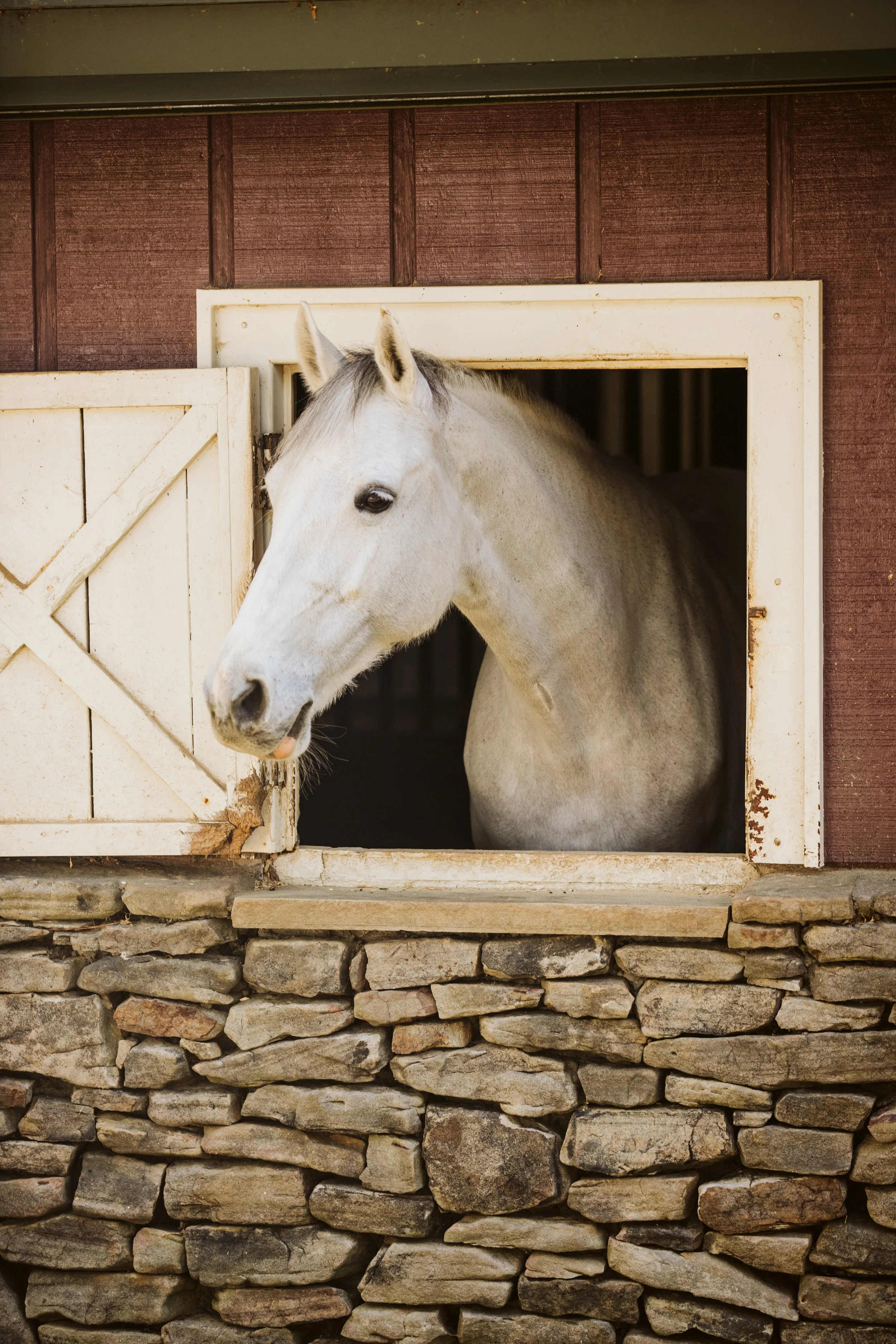 White Horse Looking Out Stable Window