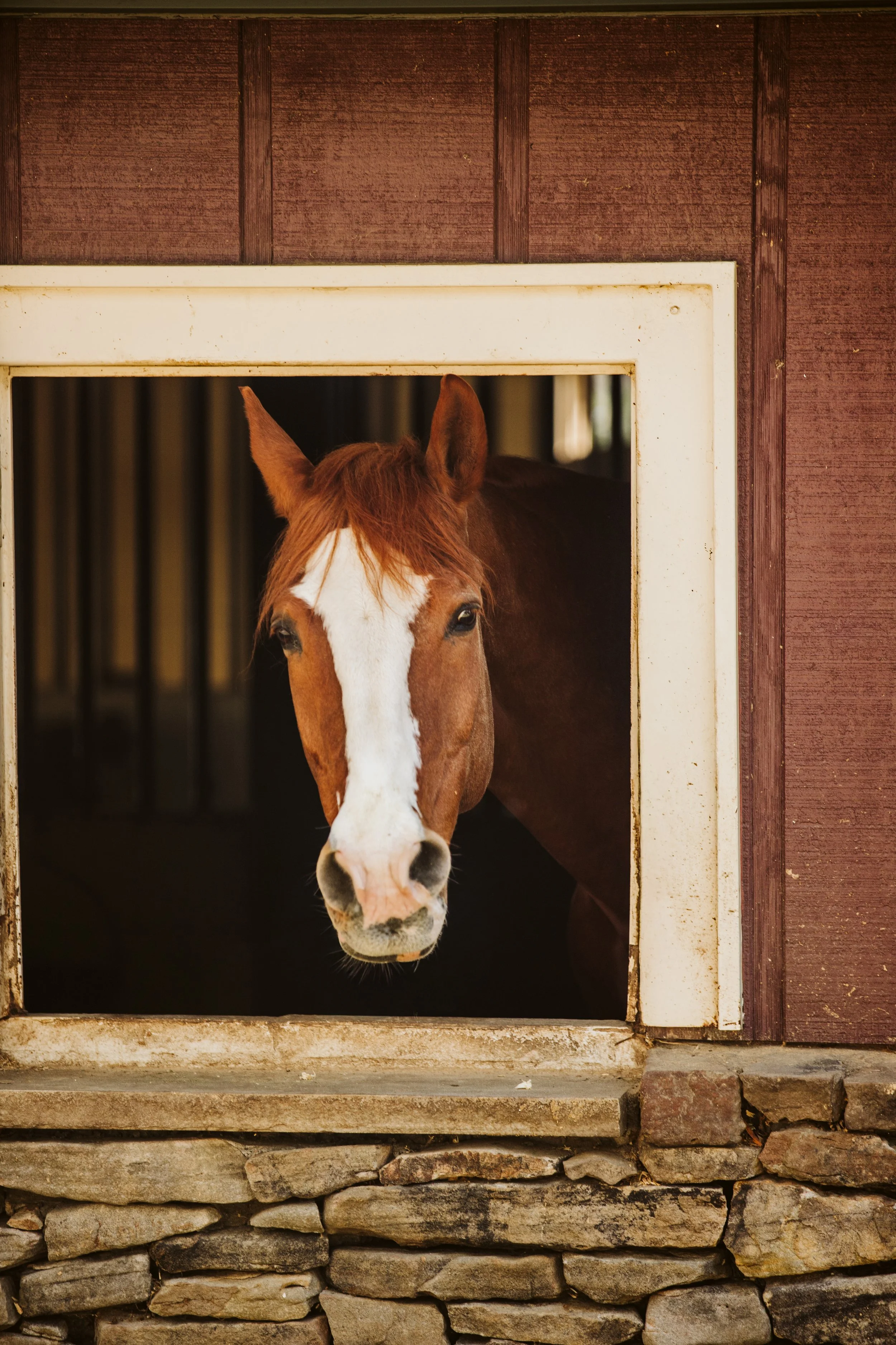 Horse Looking Out Barn Window