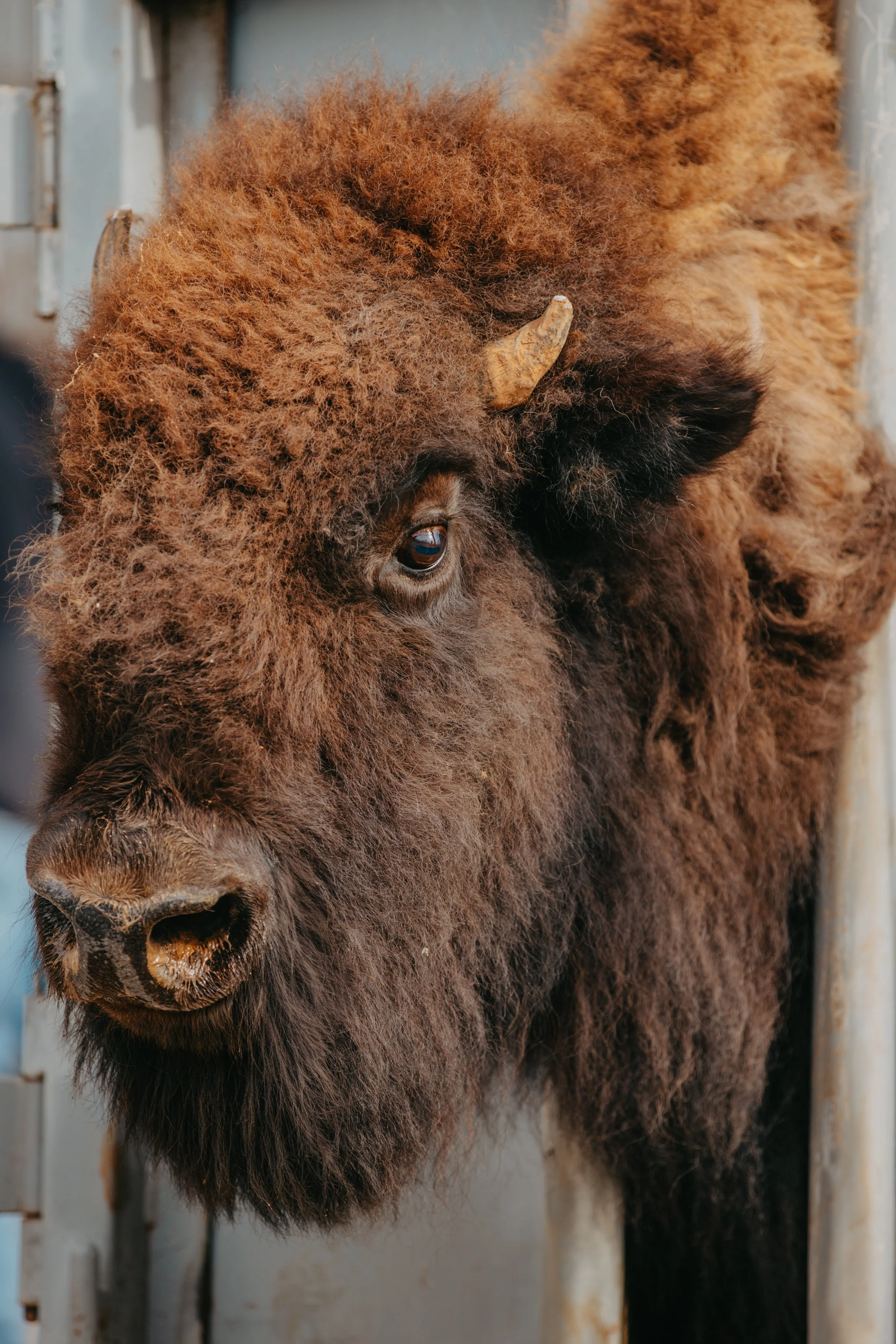 Close-up of bison head