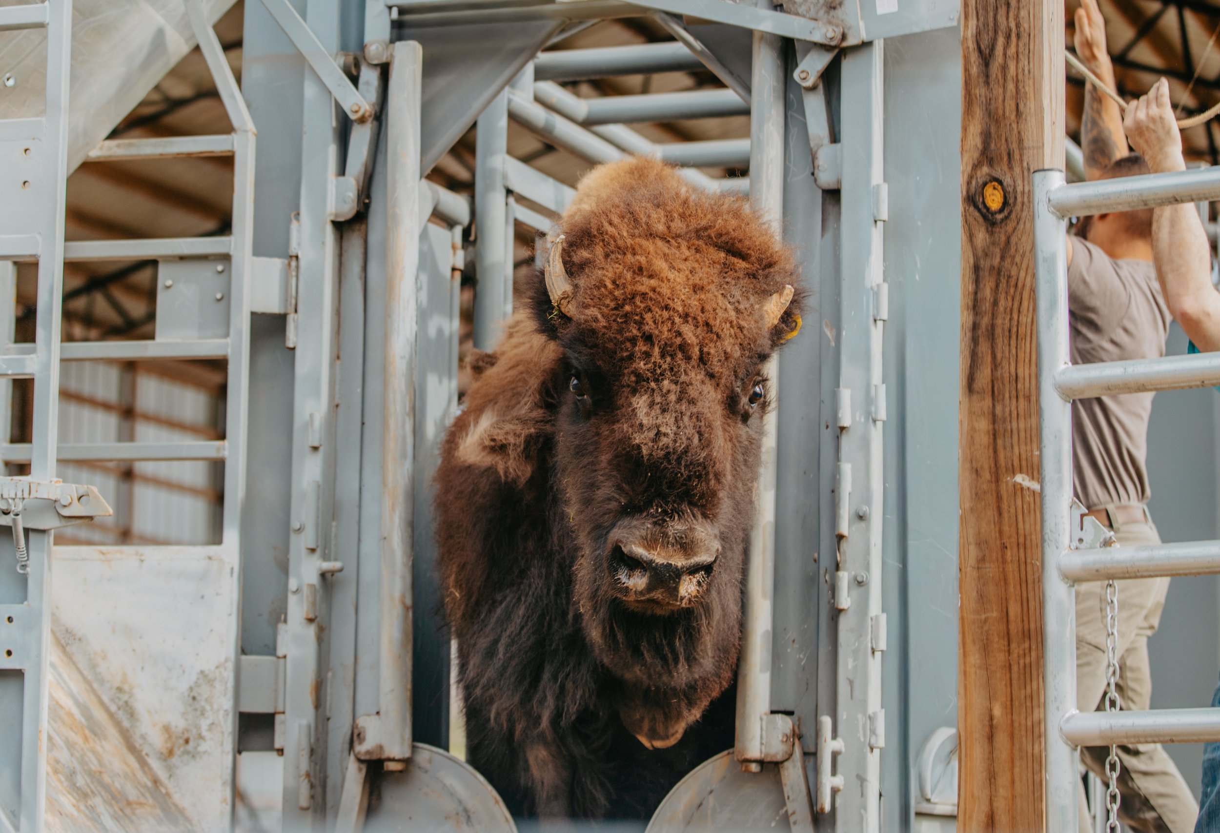 Bison secured in chute