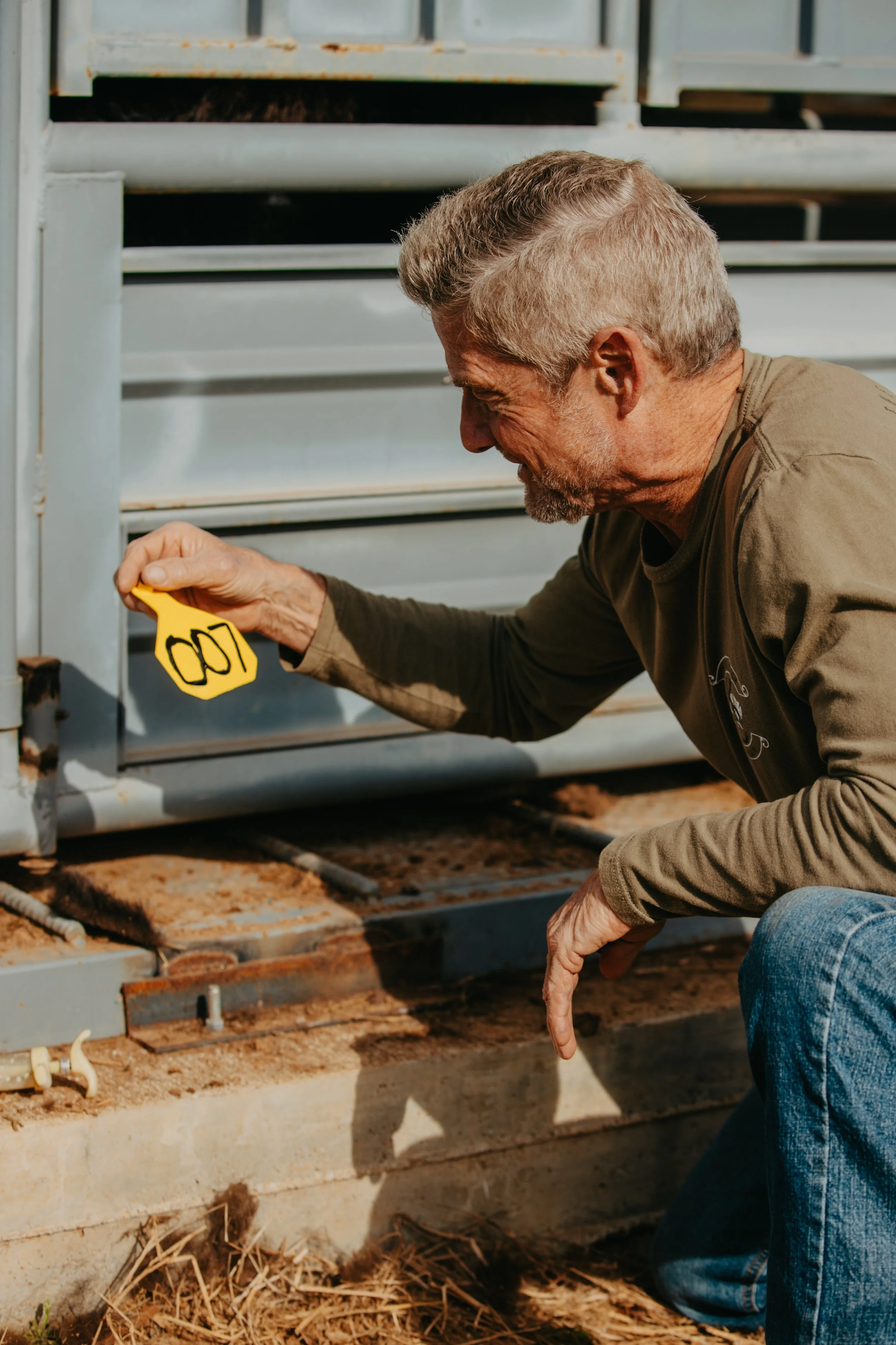 Applying ear tag to bison