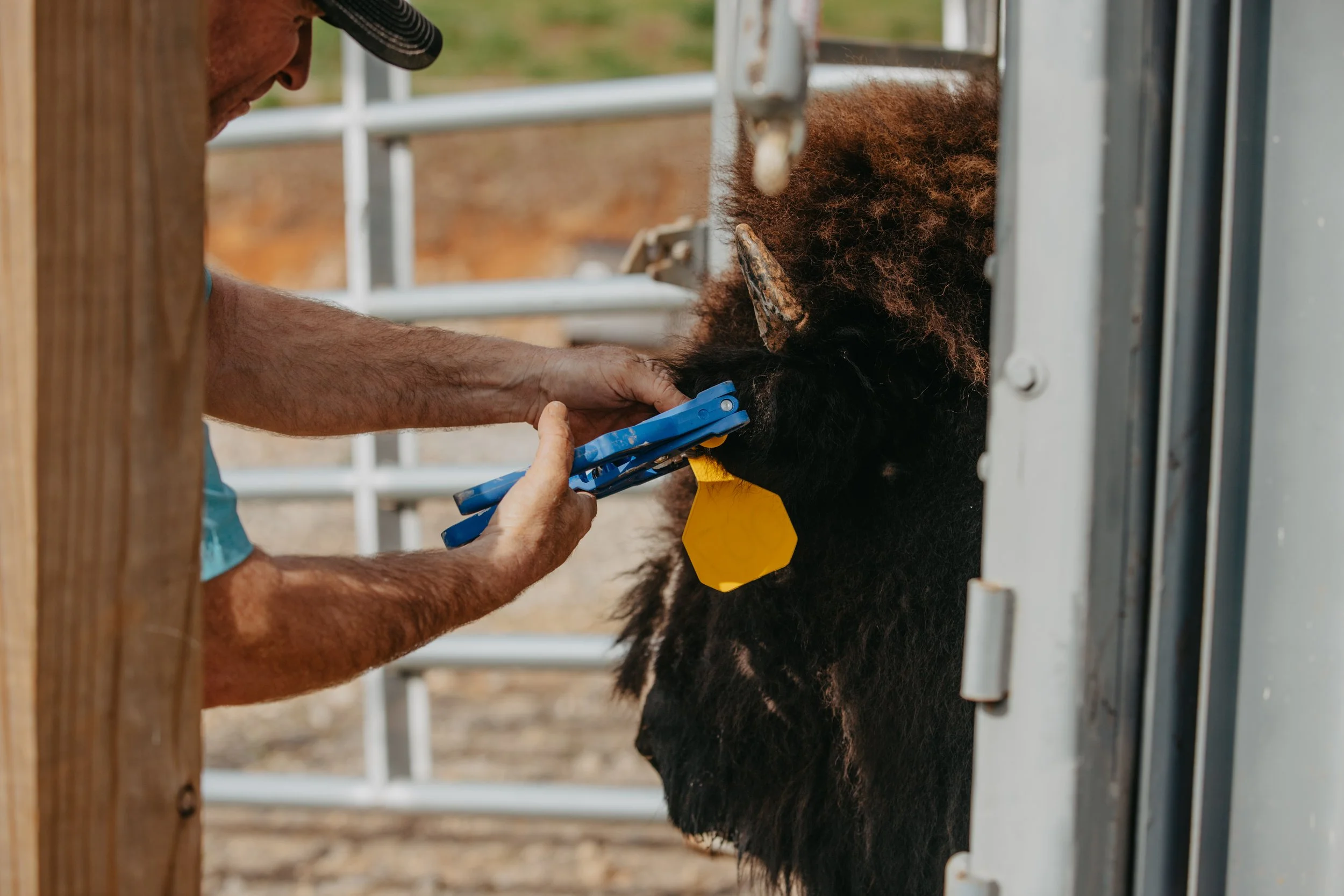 Ear tagging process close-up