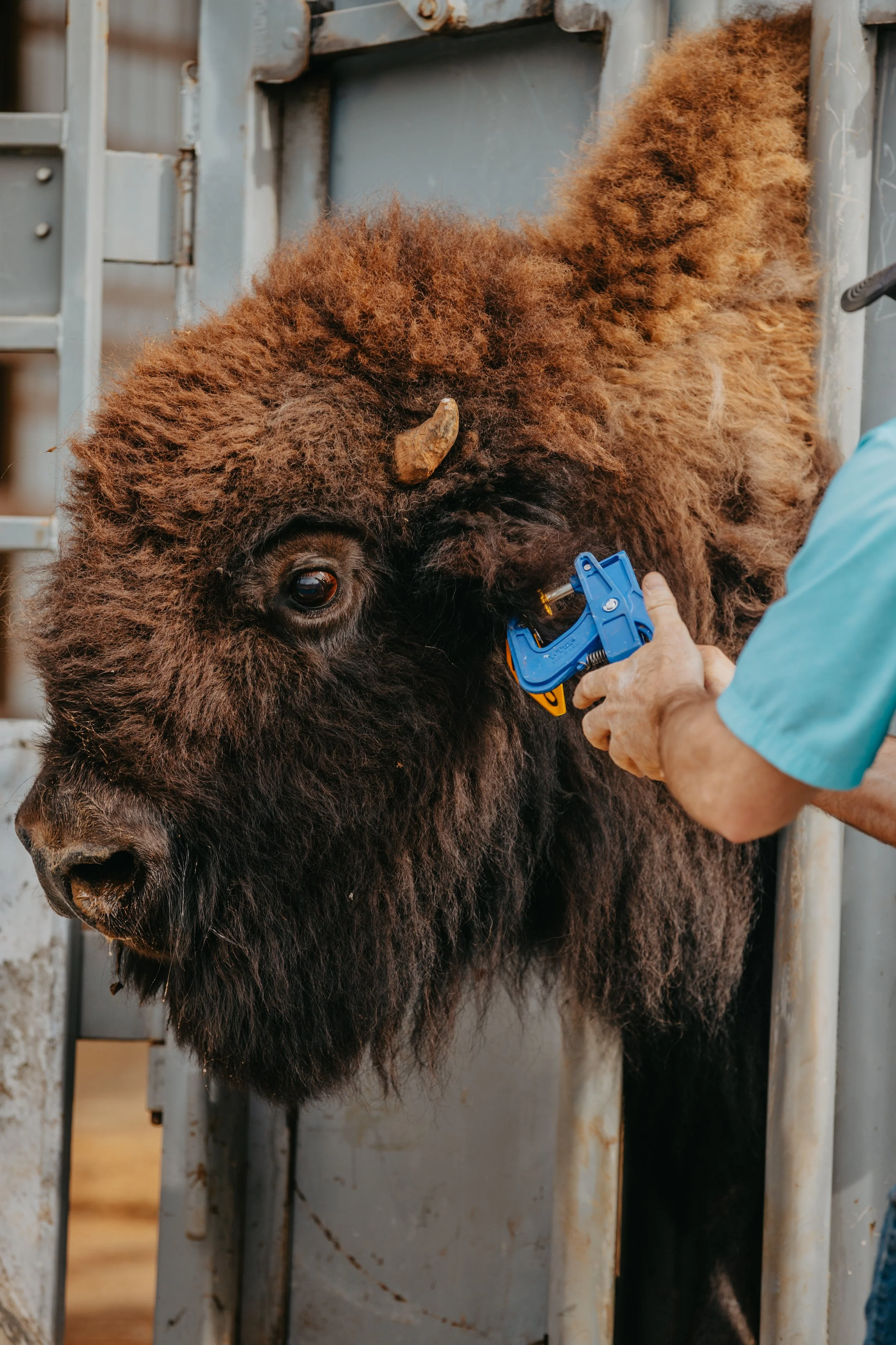 Treating bison with spray