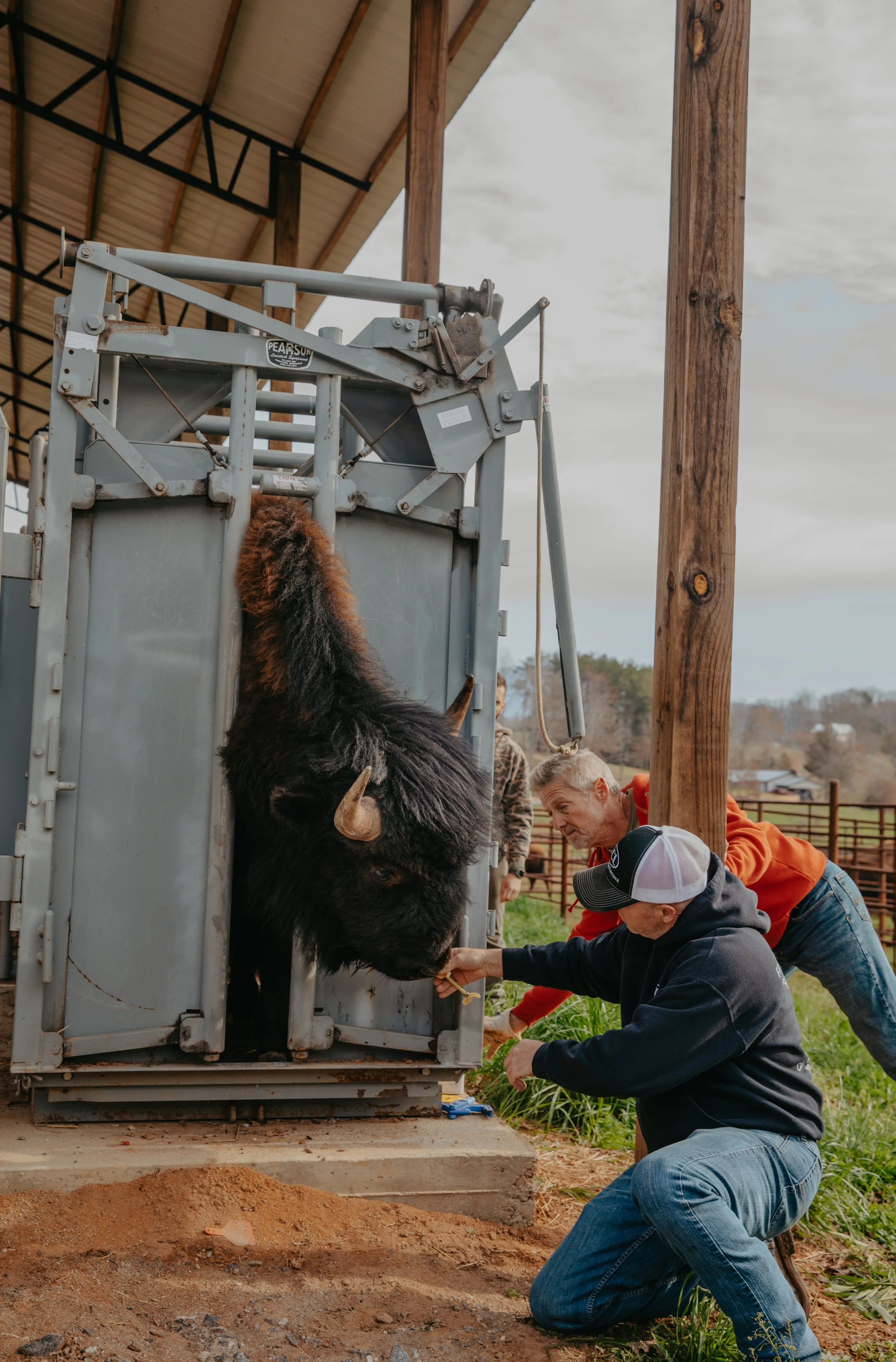 Veterinarian treating bison