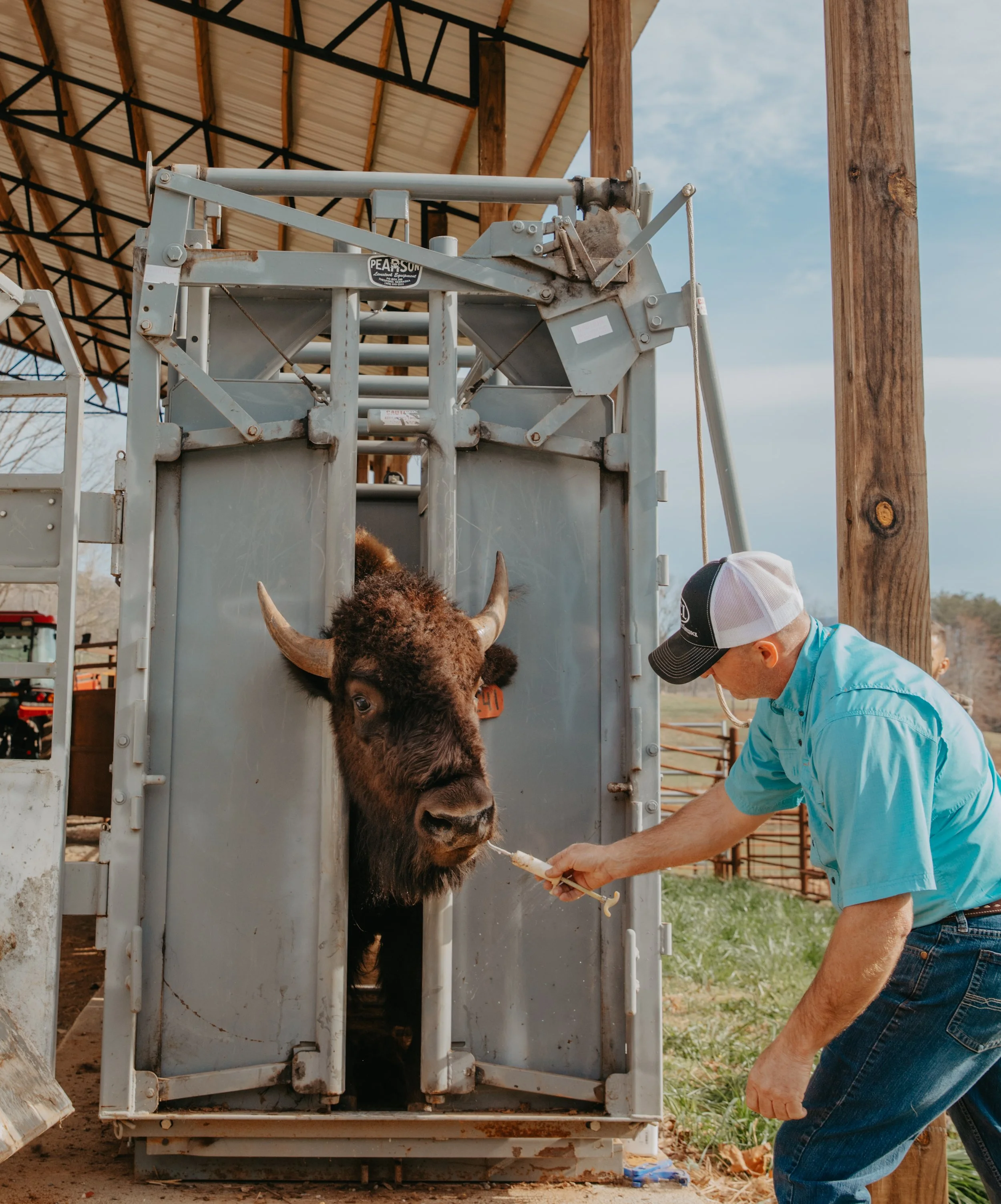 Handling bison in chute